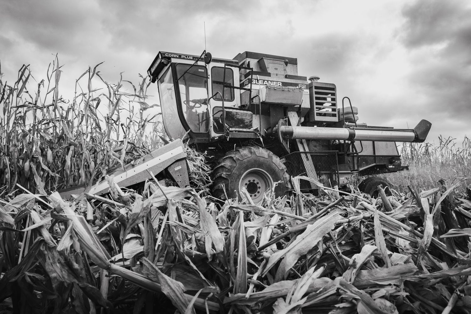 A combine harvester working in a cornfield under dramatic cloudy skies.