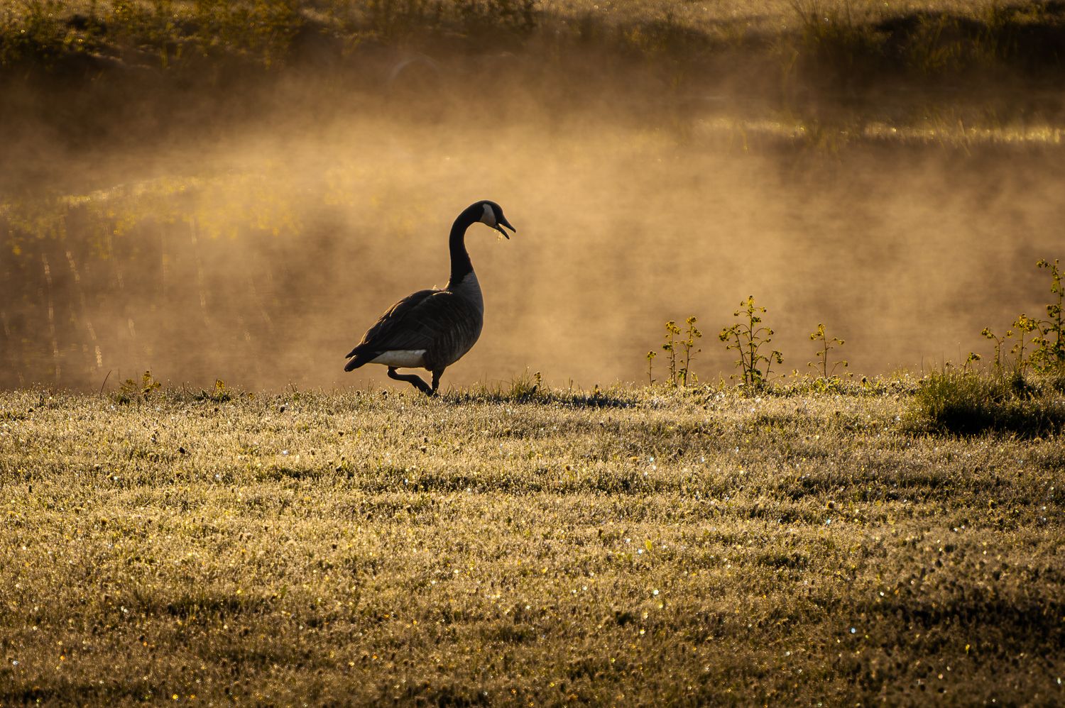 Silhouette of lone goose in misty morning meadow at sunrise.