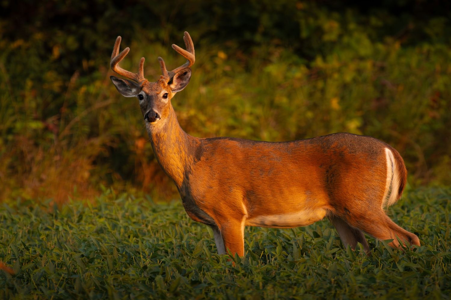 Whitetail deer grazing in golden evening light during sunset.