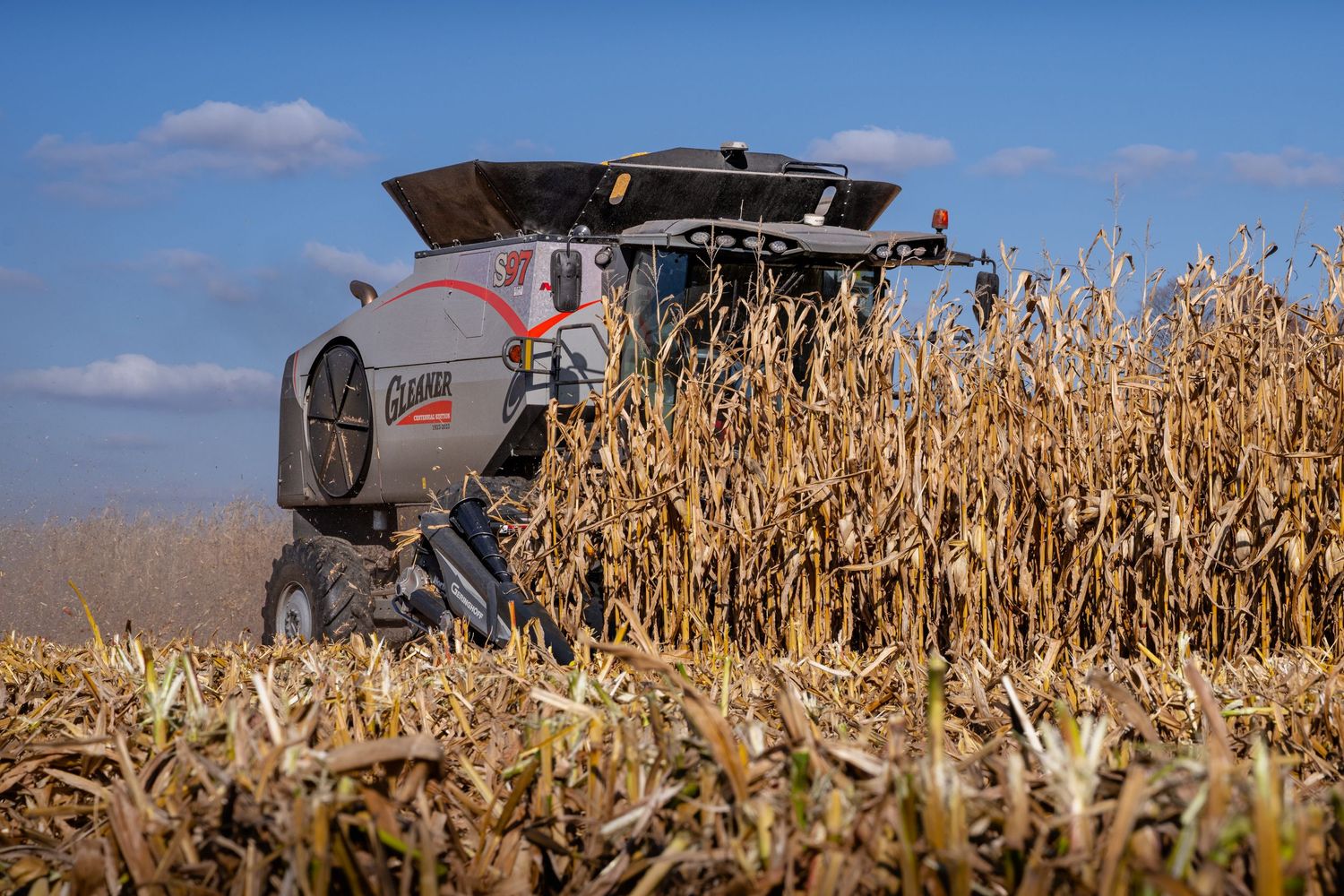 Combine harvester moving through tall cornfield during autumn harvest. Gleaner S97 100th anniversary edition.