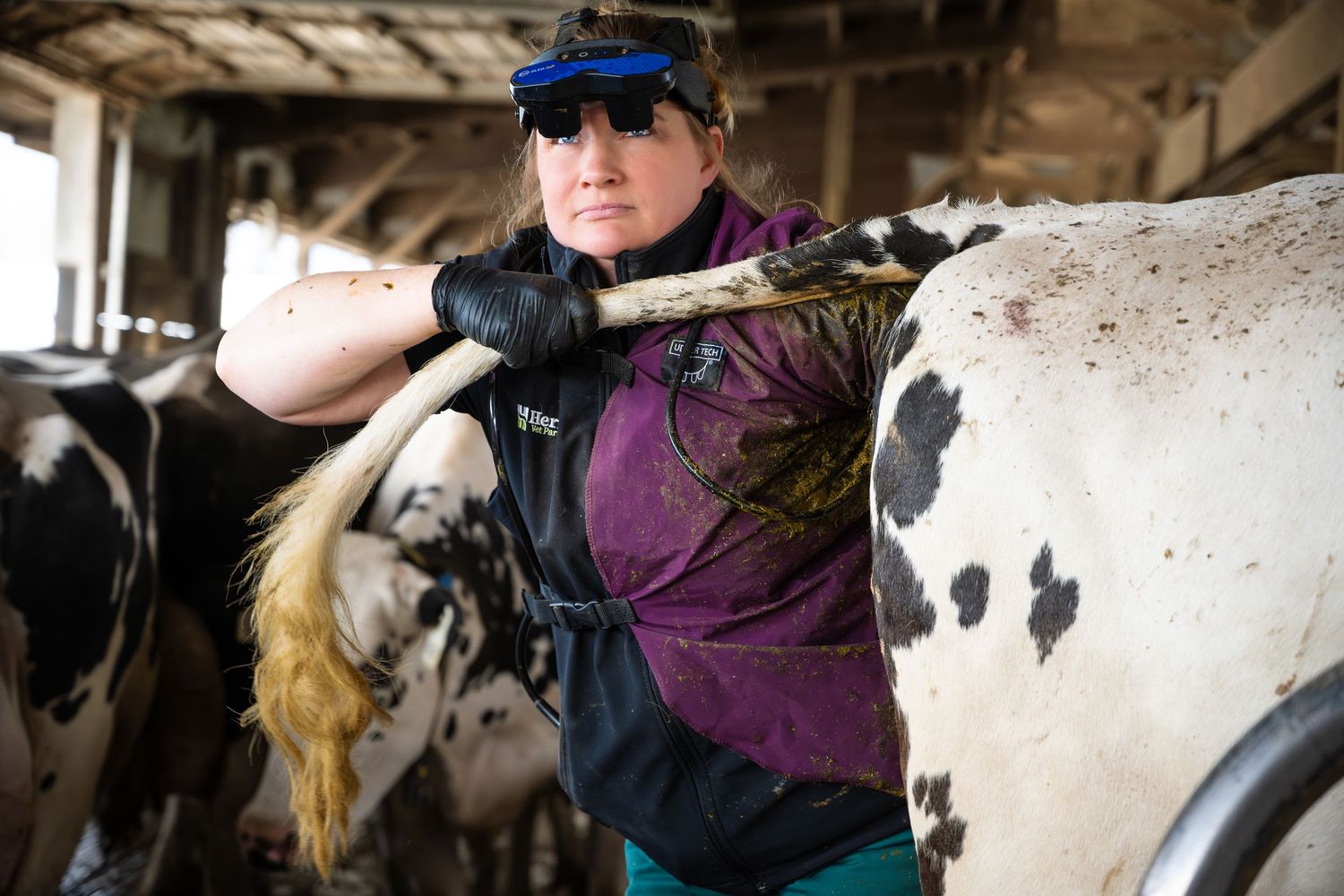 Woman farmer working with Holstein dairy cows inside a barn, wearing work gloves.