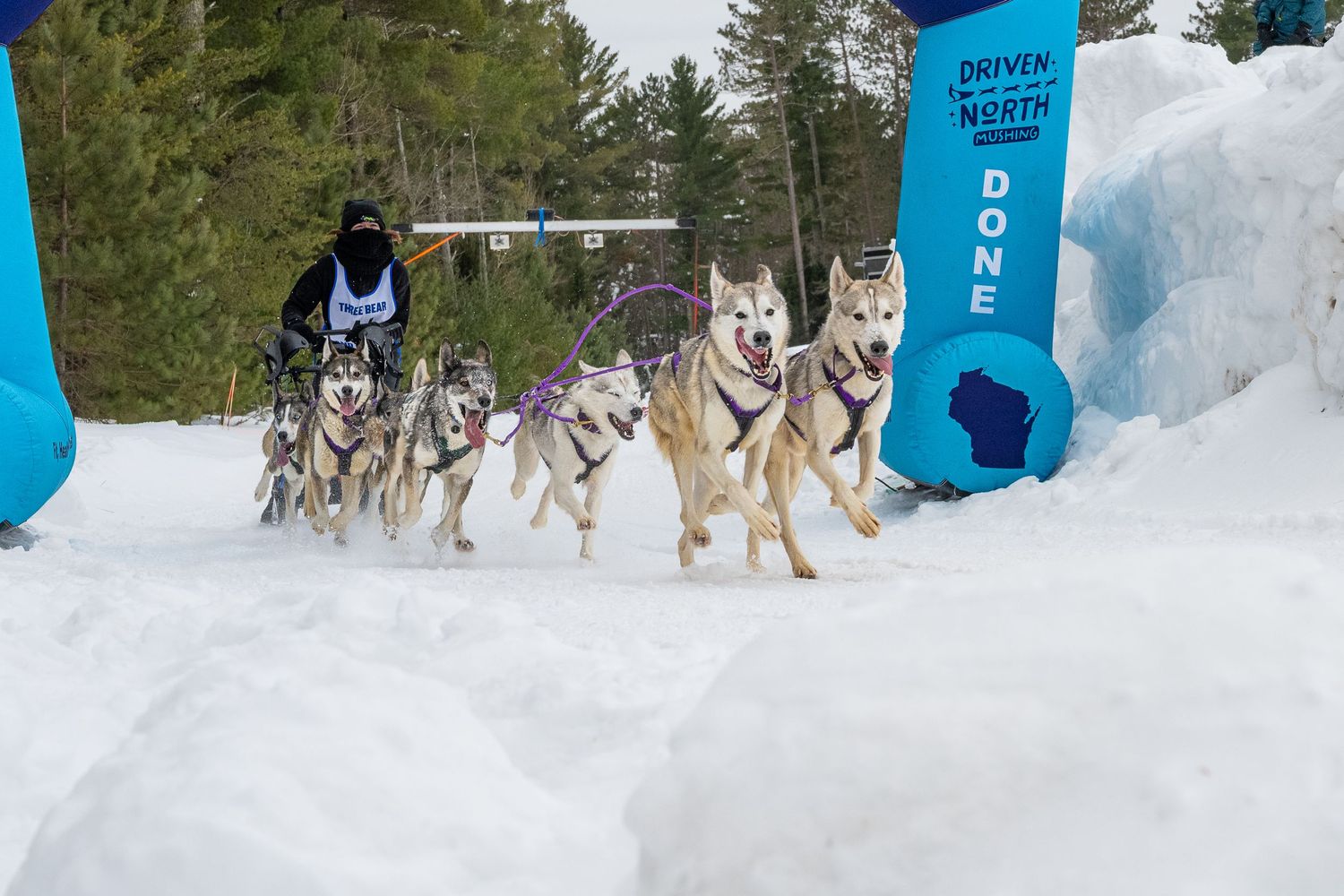 Dog sled teams preparing to race at a snowy starting gate with blue banners.  Three Bear Sled Dog Races Land O Lakes Wisconsin.
