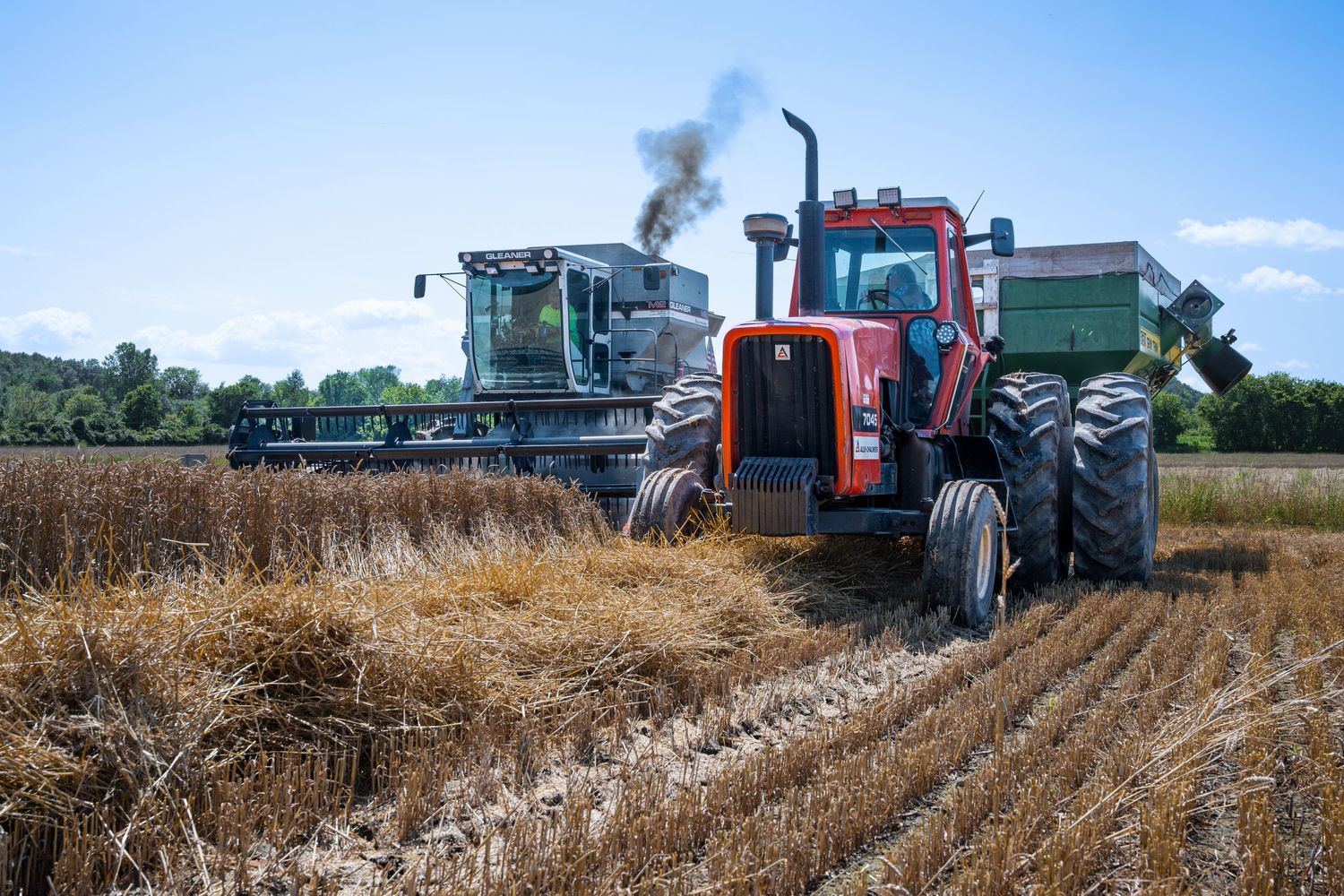 Red tractor and combine harvester working together in a wheat field during harvest season. Gleaner M2 and Allis Chalmers 7050 tractor.
