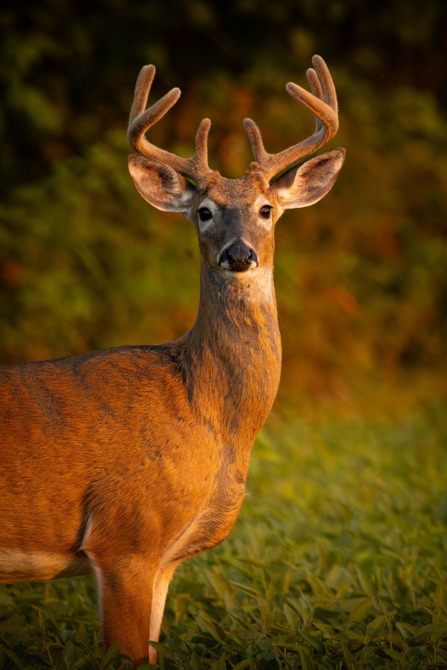 Close-up portrait of a majestic whitetail deer buck with antlers against a warm autumn background.