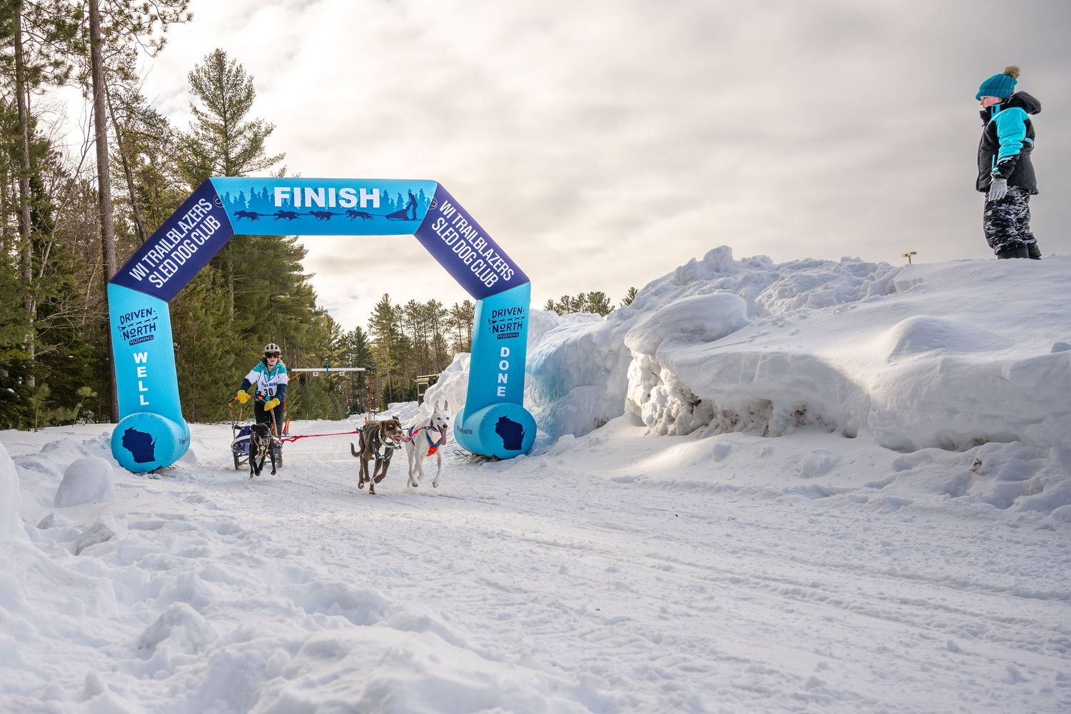 Dog sledding teams navigate through a snowy forest course marked with blue racing gates.  Three Bear Sled Dog Races Land O Lakes Wisconsin.
