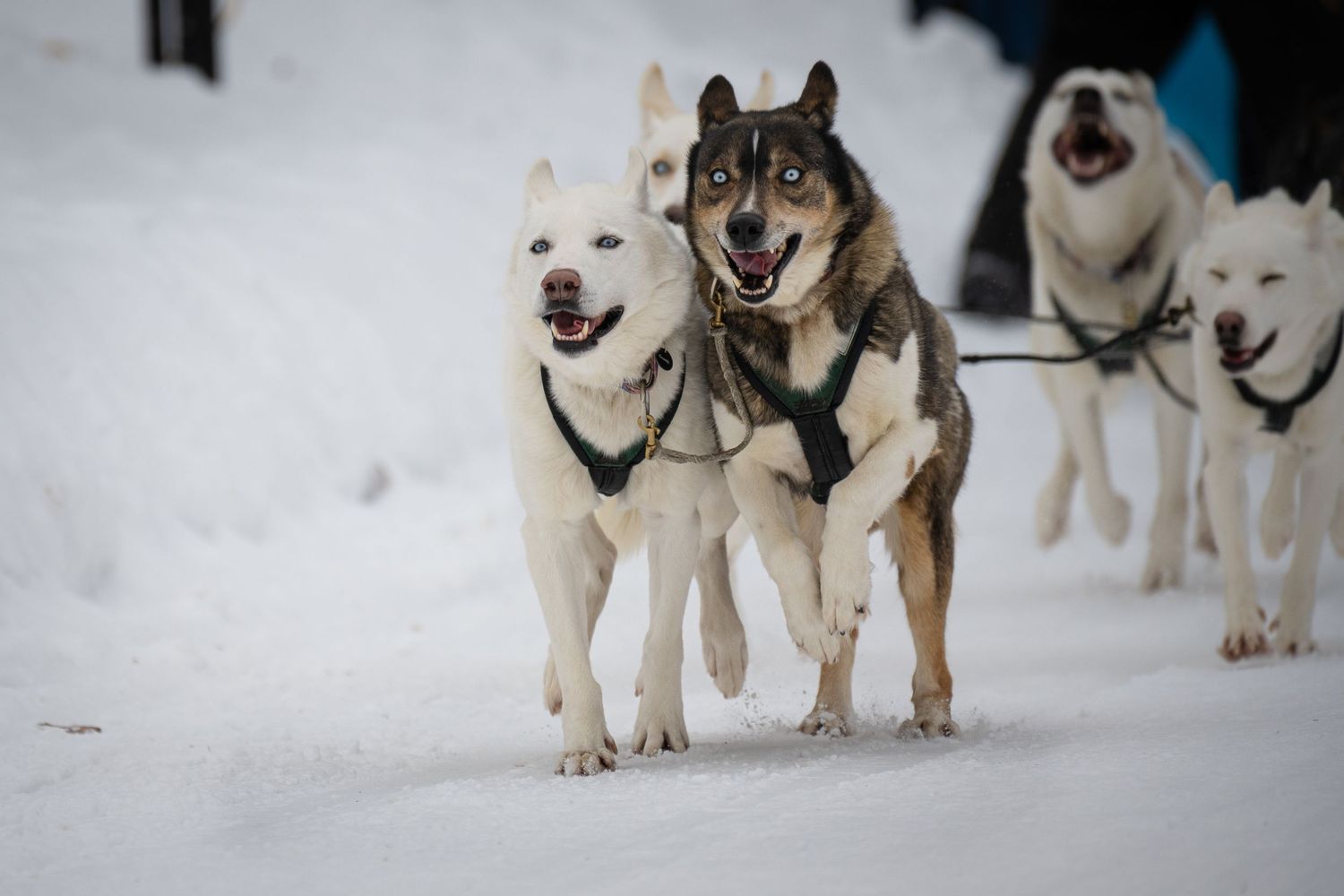 Husky sled dogs lined up in the snow waiting to begin their race.  Three Bear Sled Dog Races Land O Lakes Wisconsin.