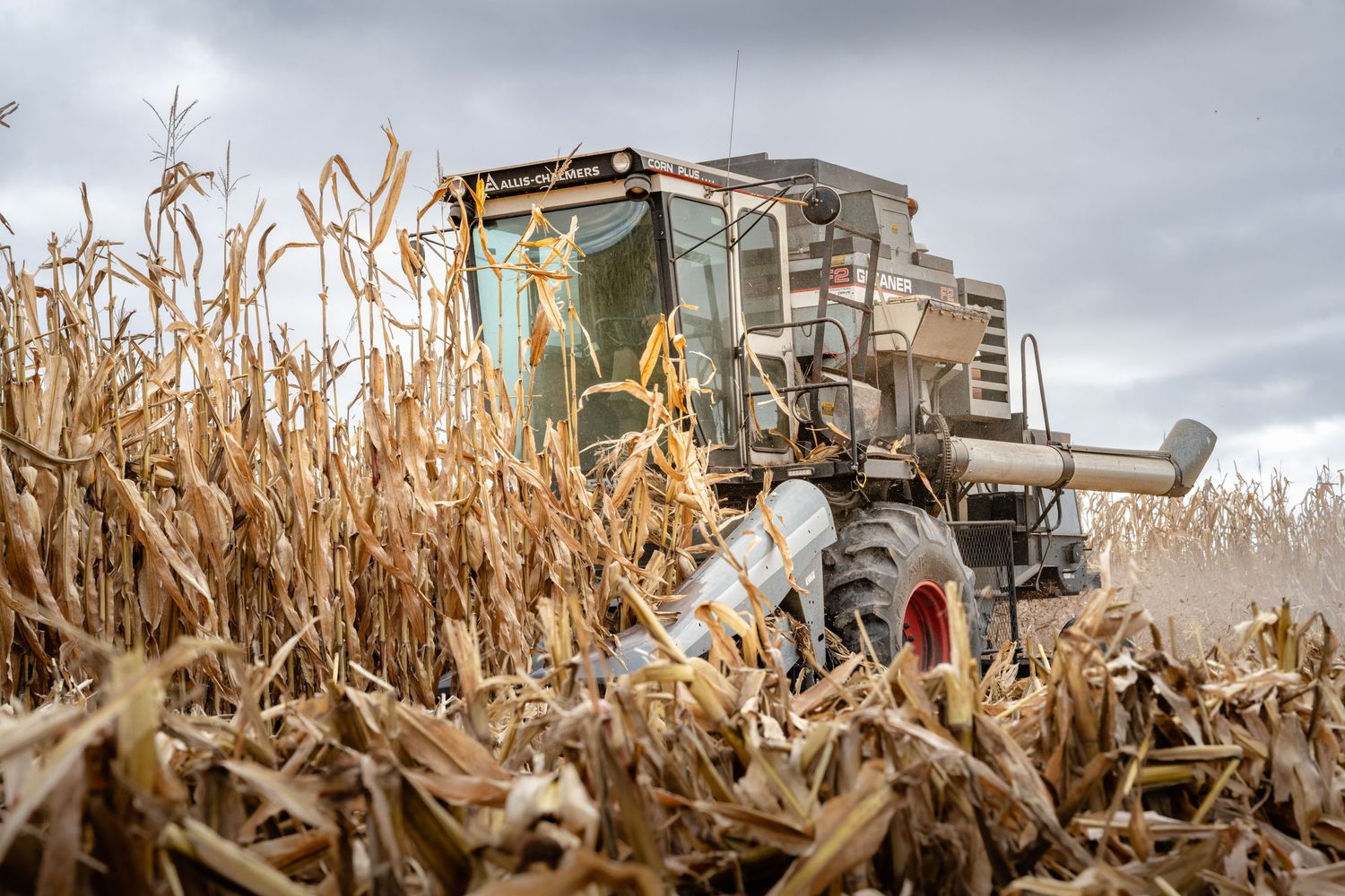 Corn harvesting machinery moving through dry stalks in an agricultural field.