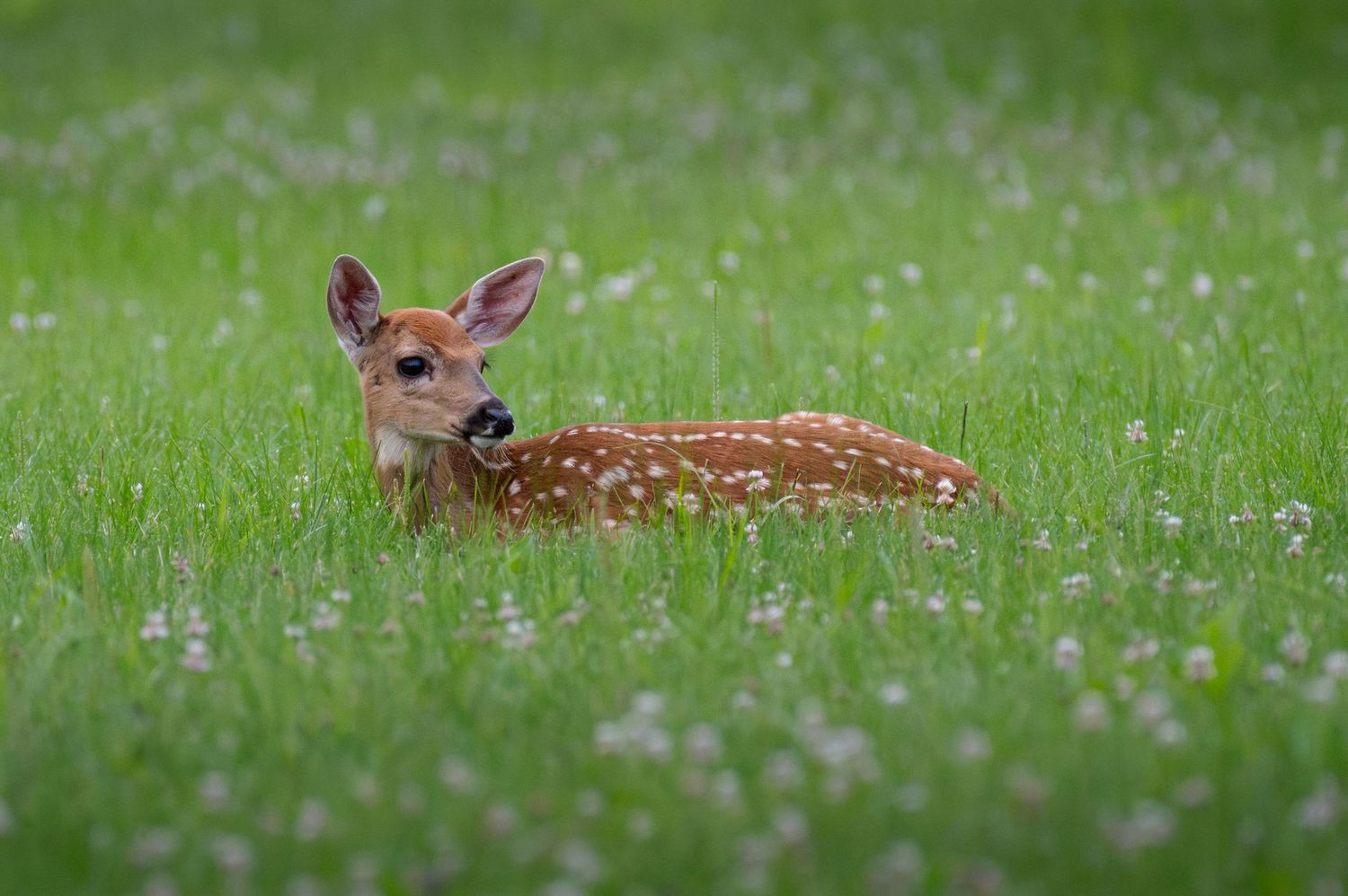 Young fawn deer resting in green grass with white wildflowers blooming in spring.