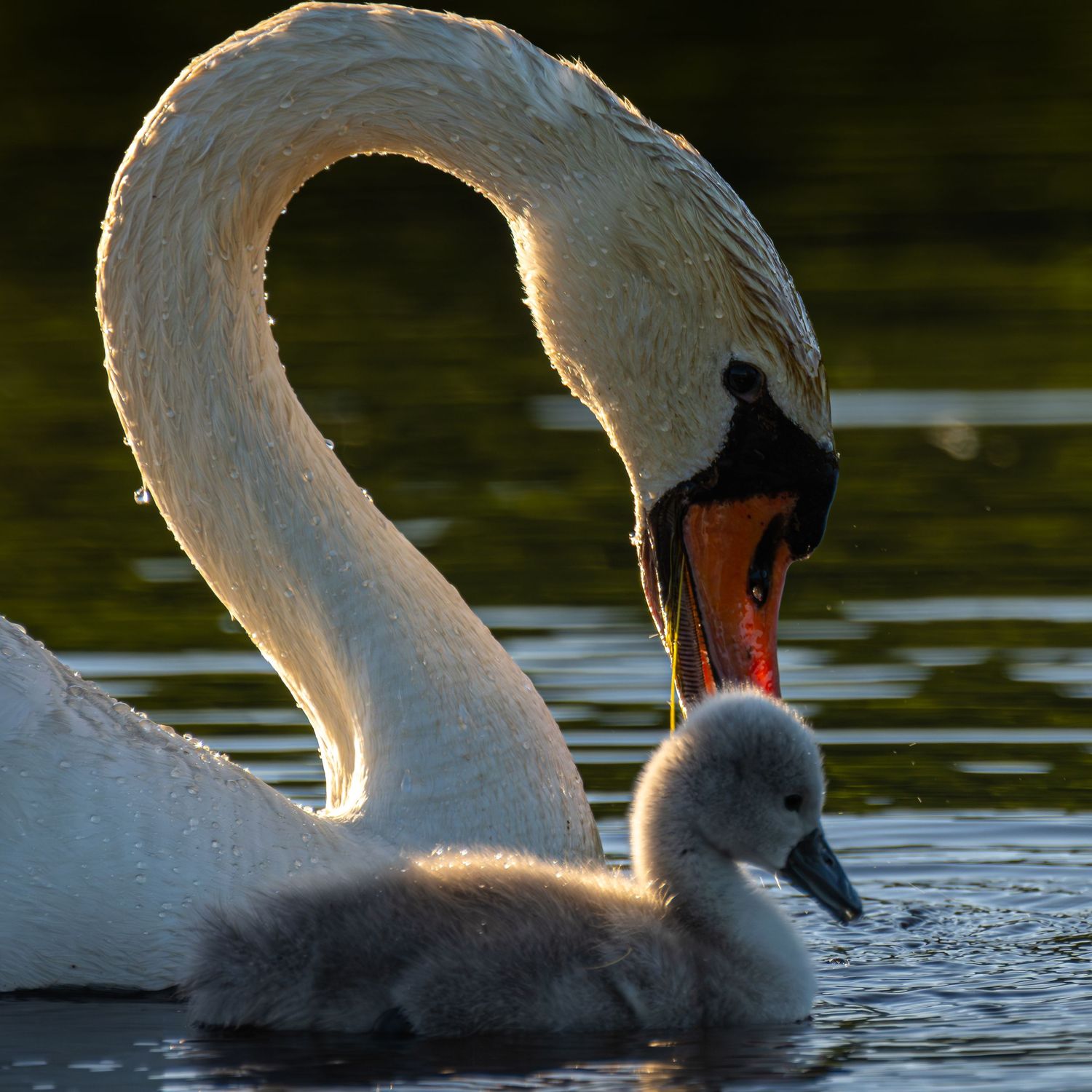 Adult mute swan with orange beak swimming alongside fluffy gray cygnet on calm water in golden light.