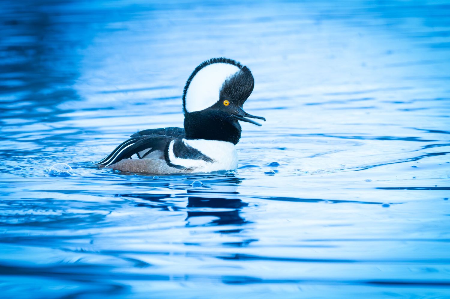 Series of hooded merganser ducks diving and swimming in bright blue water.