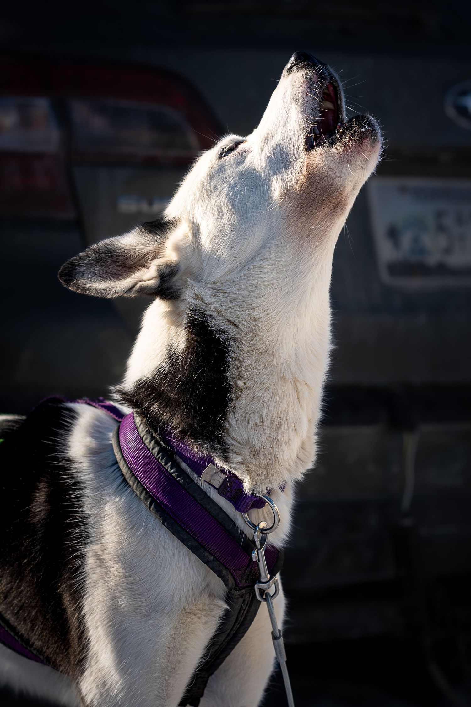Close-up profile shots of a sled dog wearing a purple harness.  Three Bear Sled Dog Races Land O Lakes Wisconsin.