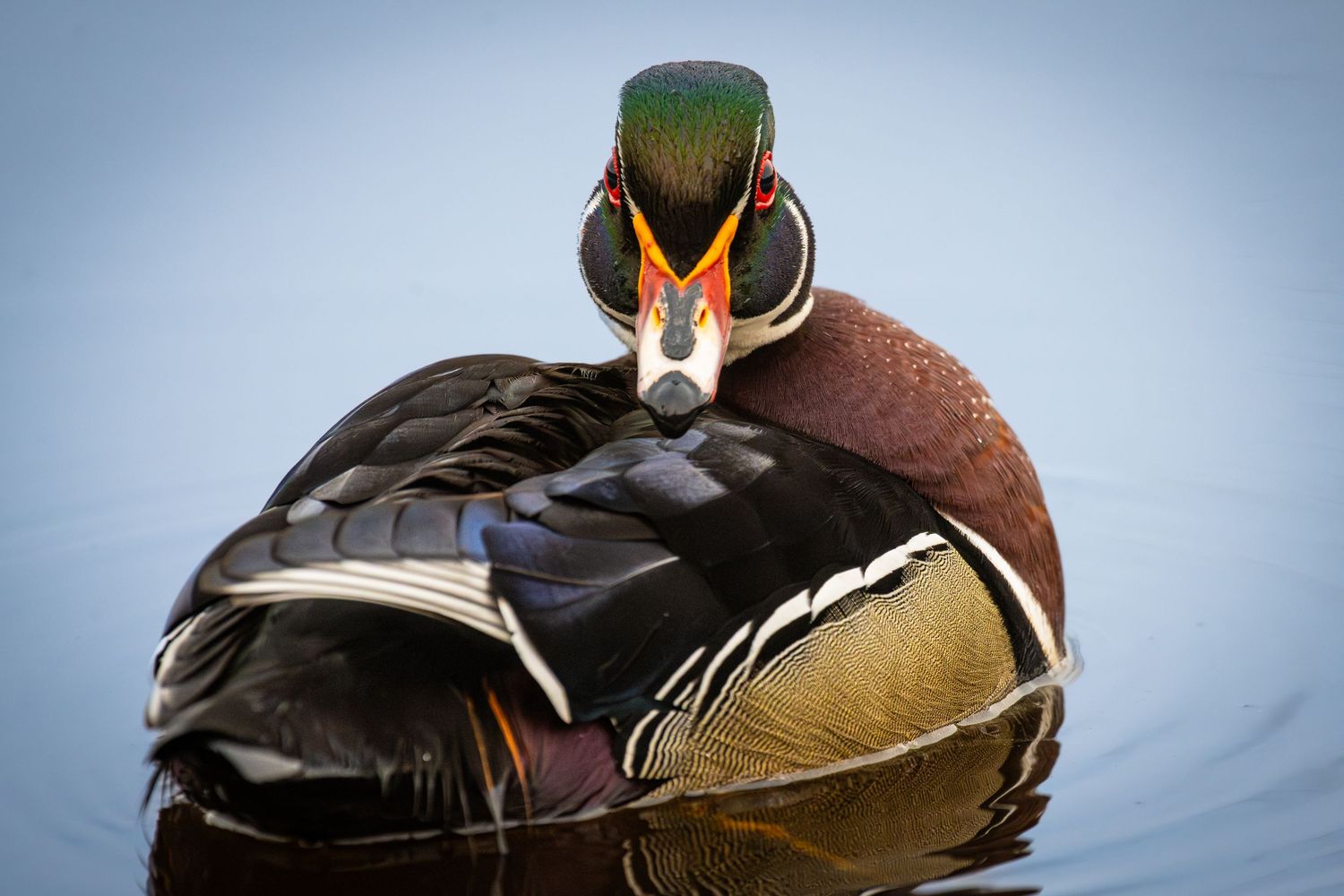 Colorful male wood duck swimming on calm water, showcasing vibrant green, red, and brown plumage in close-up view.