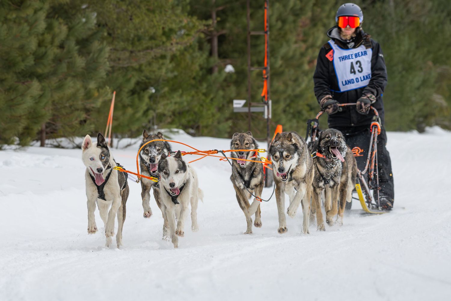 Sled dog teams racing through a snow-covered forest trail during competition.  Three Bear Sled Dog Races Land O Lakes Wisconsin.