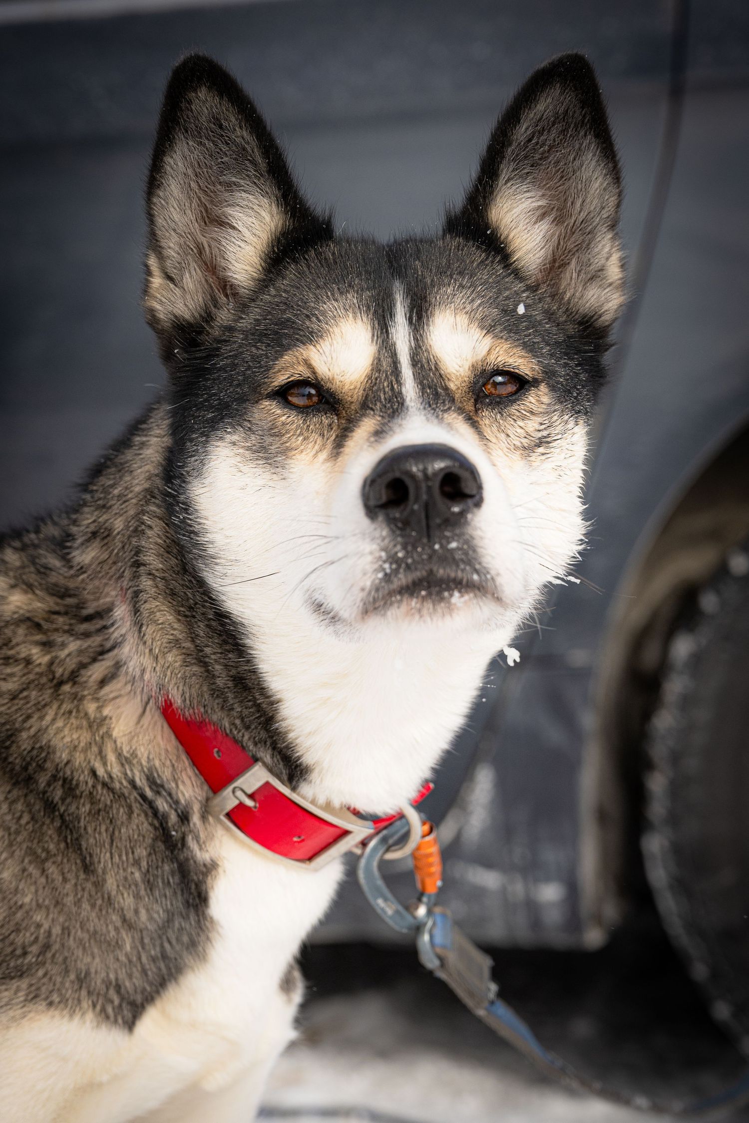 Close-up portraits of a husky sled dog wearing a red collar.  Three Bear Sled Dog Races Land O Lakes Wisconsin.