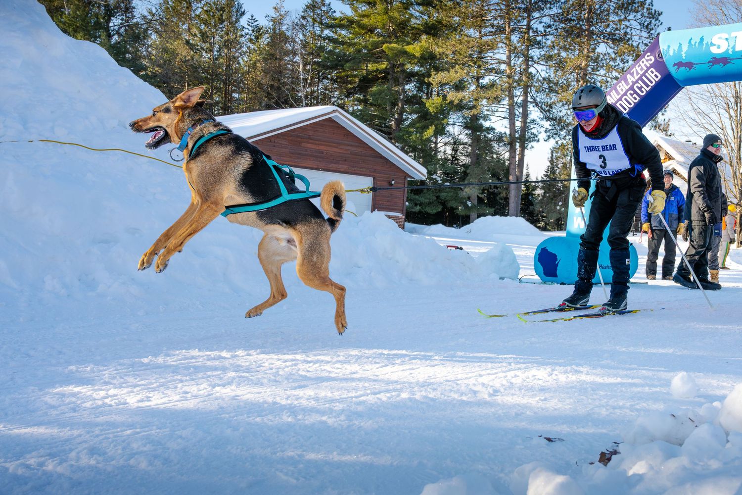 Energetic dog leaping through the air during winter sports competition.  Three Bear Sled Dog Races Land O Lakes Wisconsin.