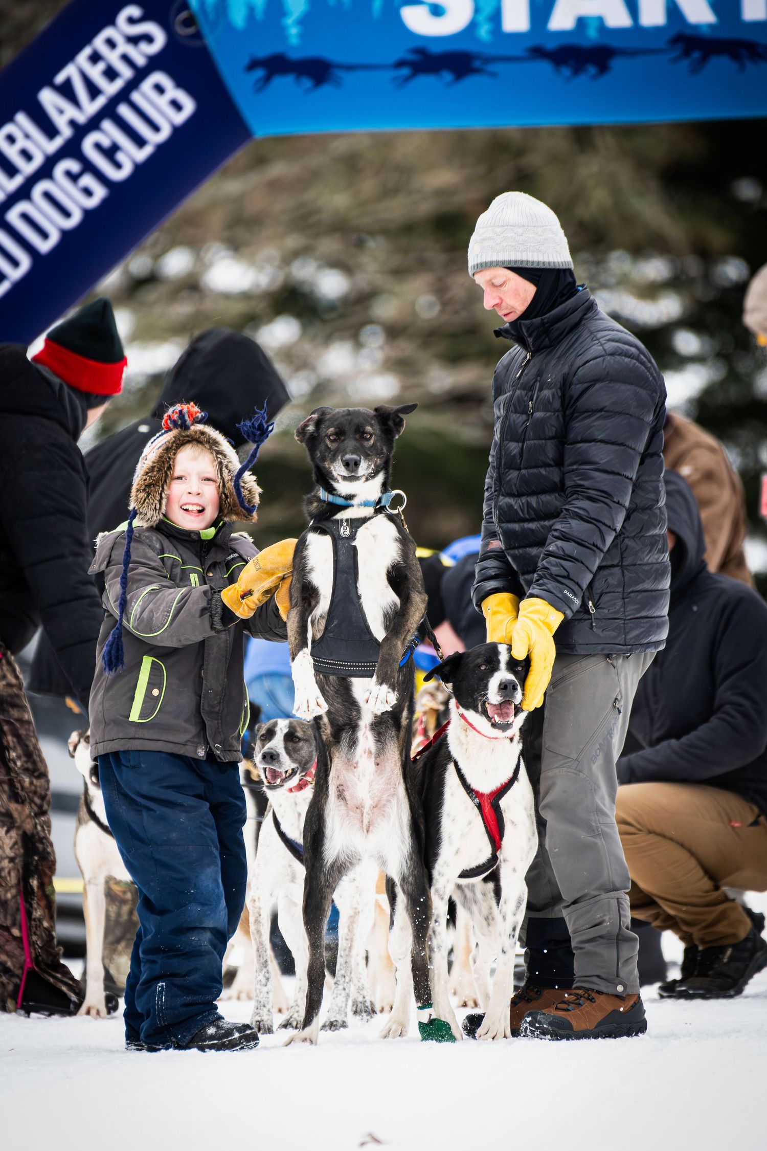 Line of sled dogs and handlers preparing for a race start in snowy conditions.  Three Bear Sled Dog Races Land O Lakes Wisconsin.