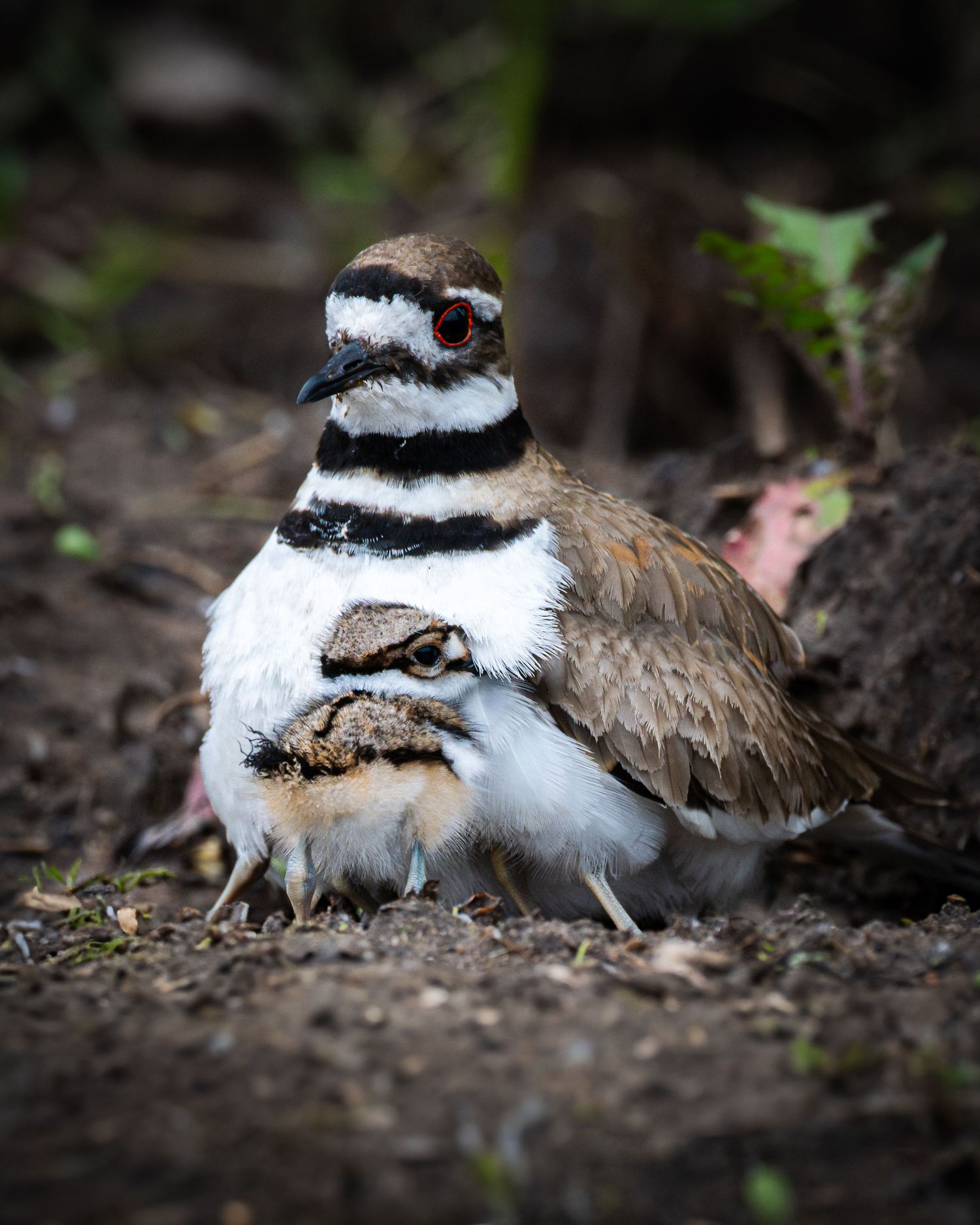 A killdeer bird nesting on the ground with distinctive black and white markings.