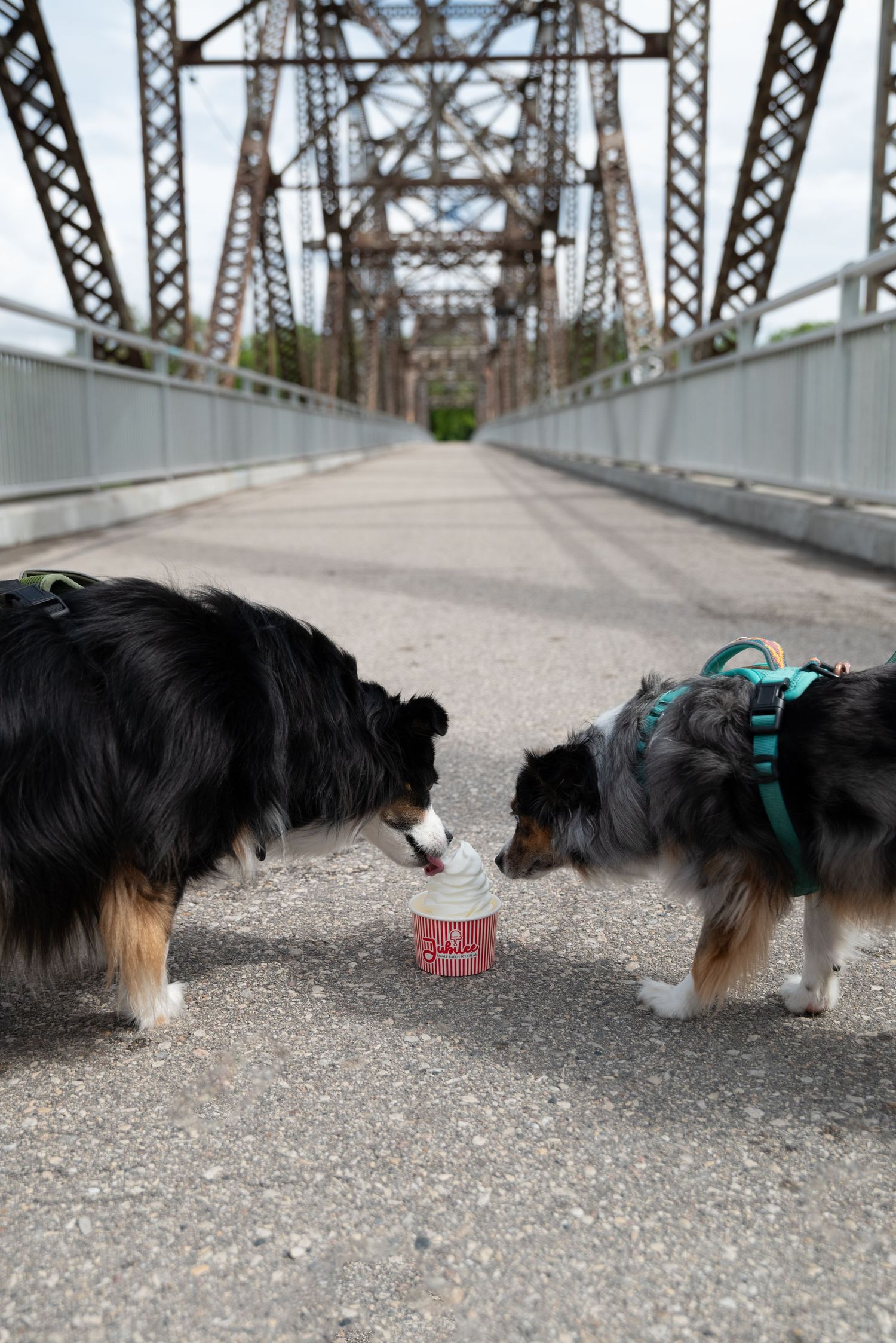 Two Australian Shepherd dogs sharing a treat on a metal bridge.