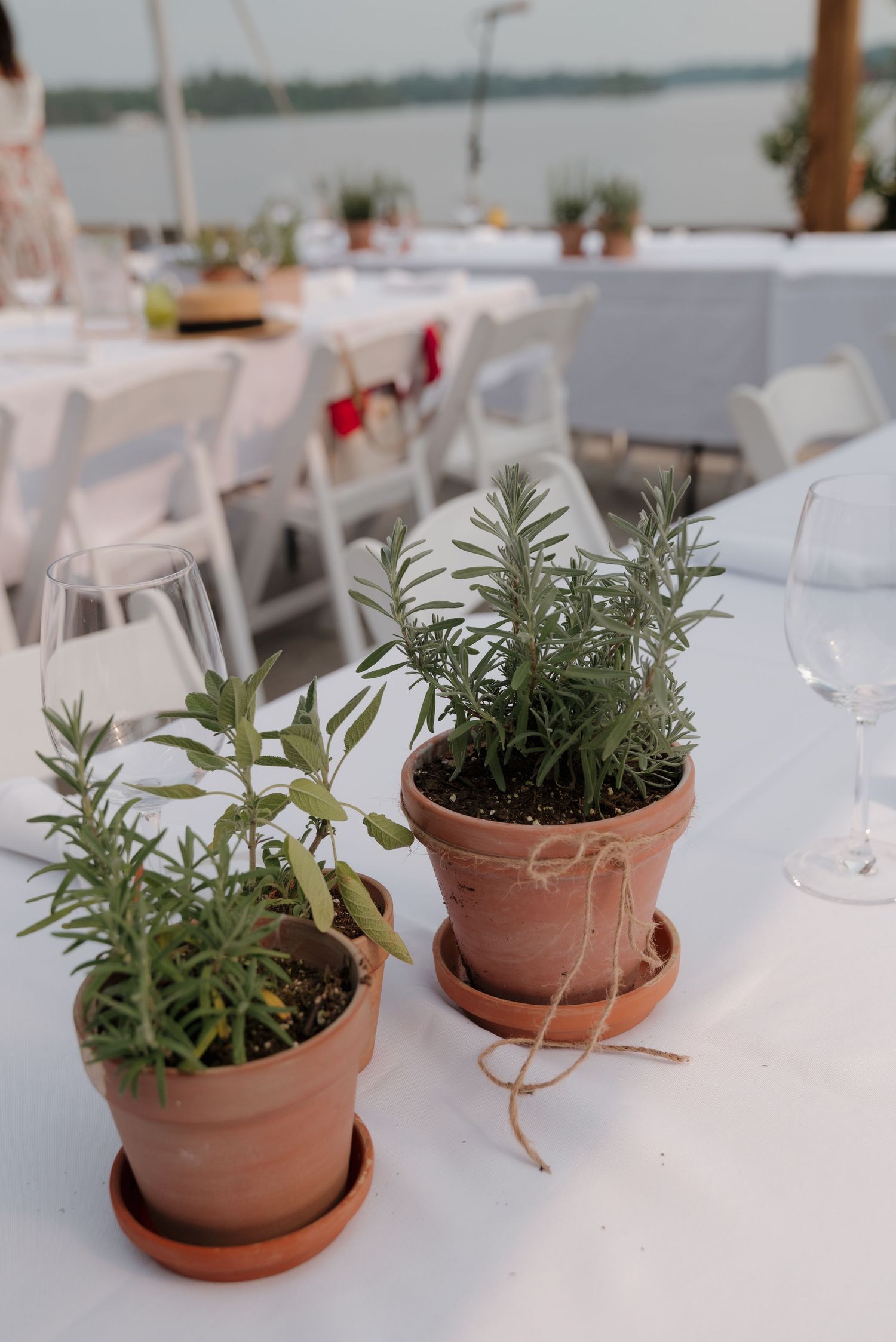Potted herb plants with green leaves arranged as centerpieces on white tablecloth covered tables.