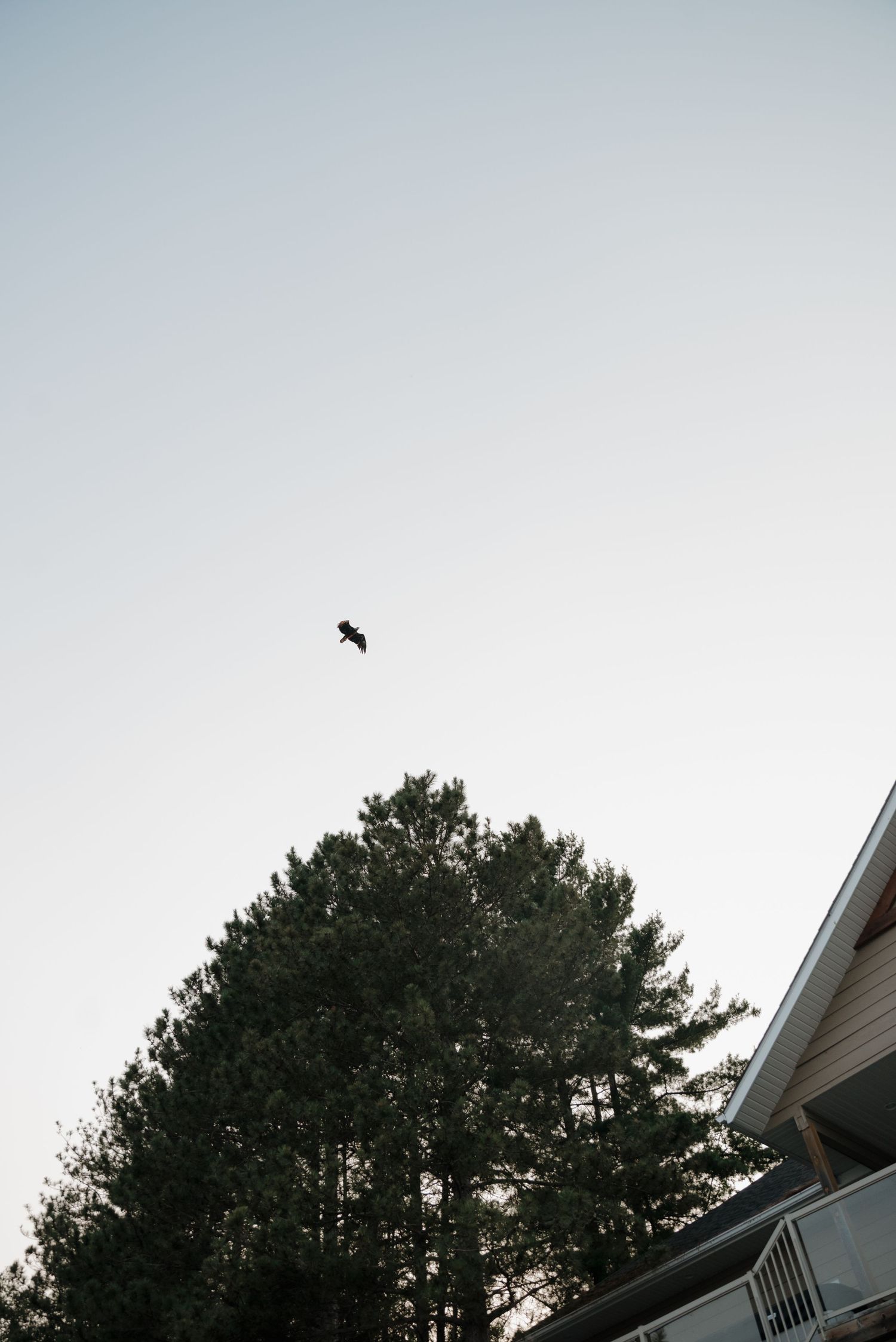 A silhouette of a bird flying against a pale sky with tall pine trees and the corner of a house visible below.