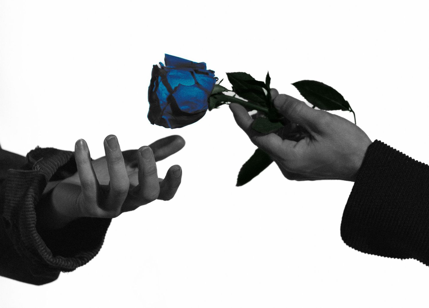 A blue rose being handed from one person to another against a white background in black and white photo.