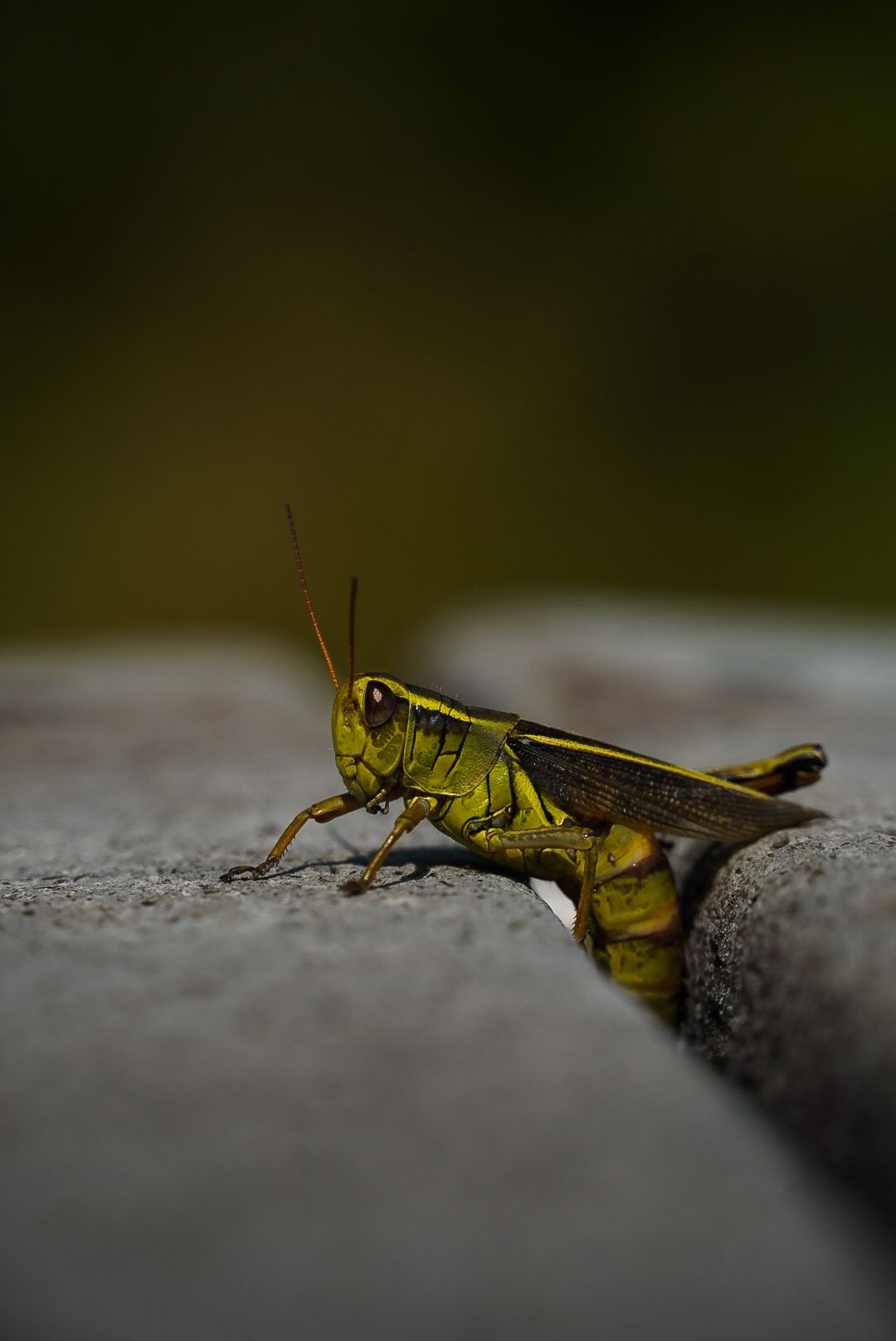 Grass hopper up close with alot of detail