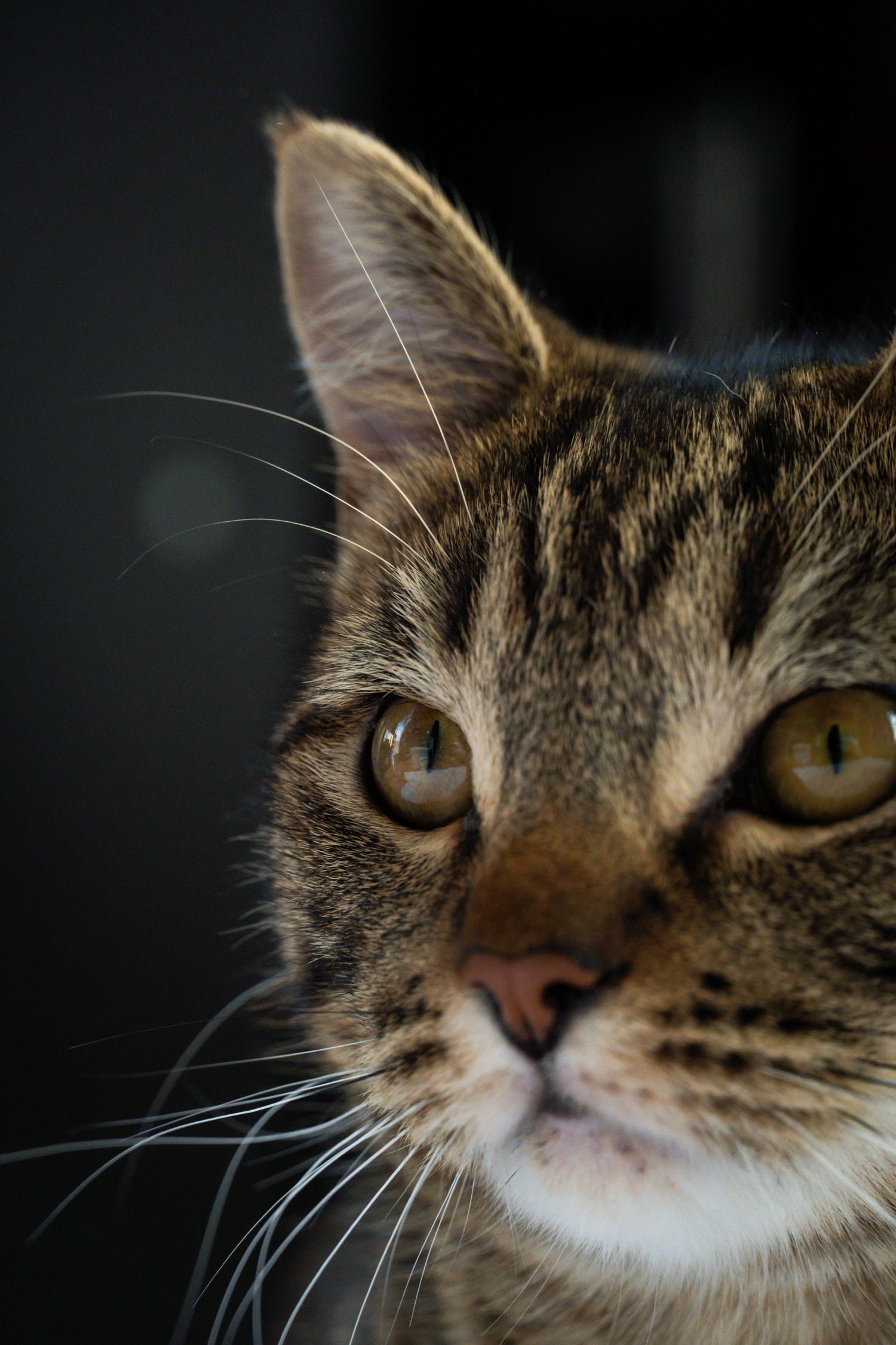 Brown Tabby cat