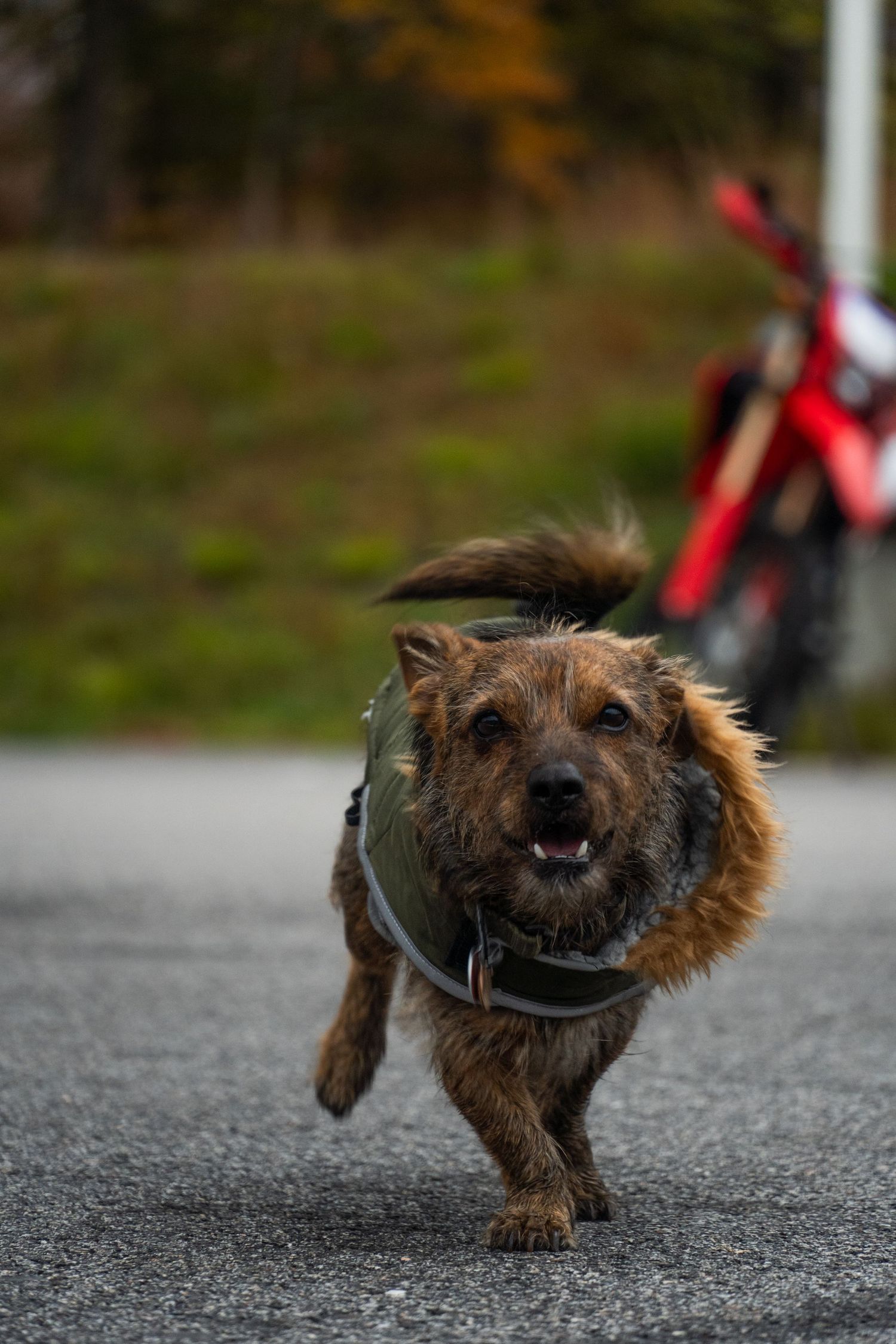 Dog running towards camera