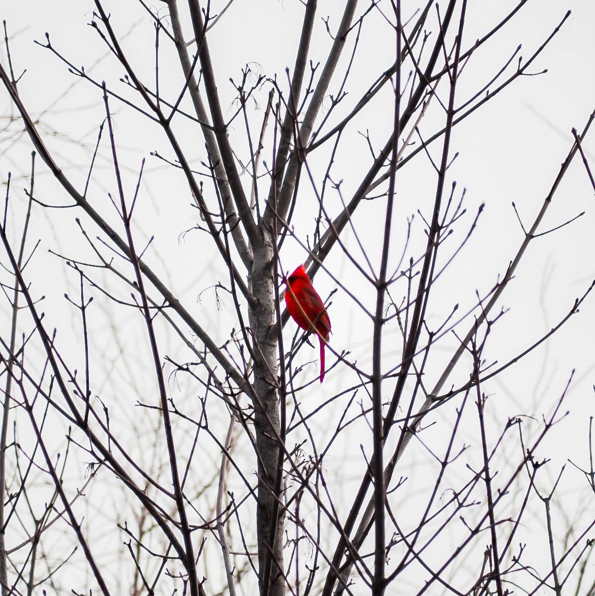 Cardinal in winter no leaves on tree