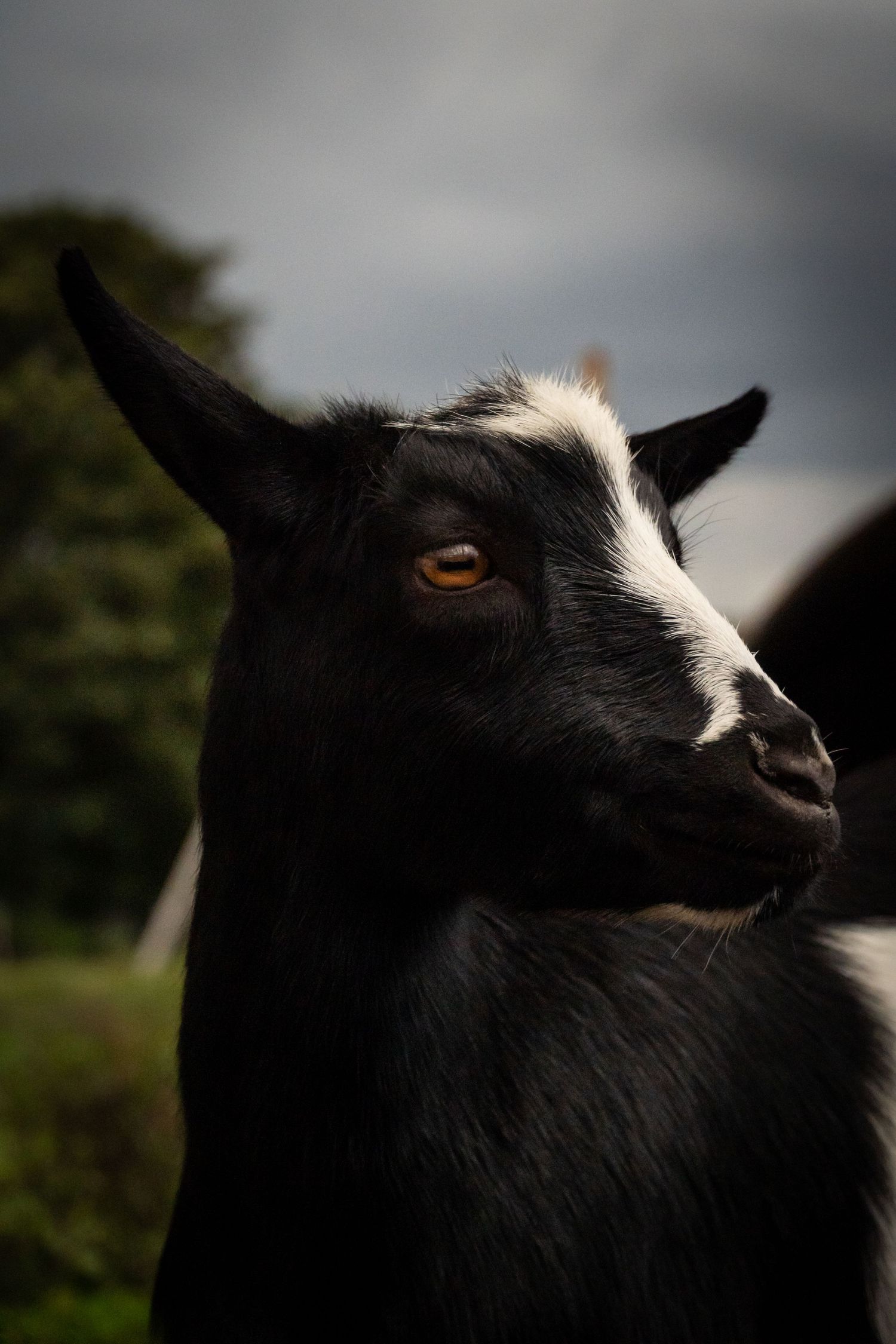 Black and White Goat