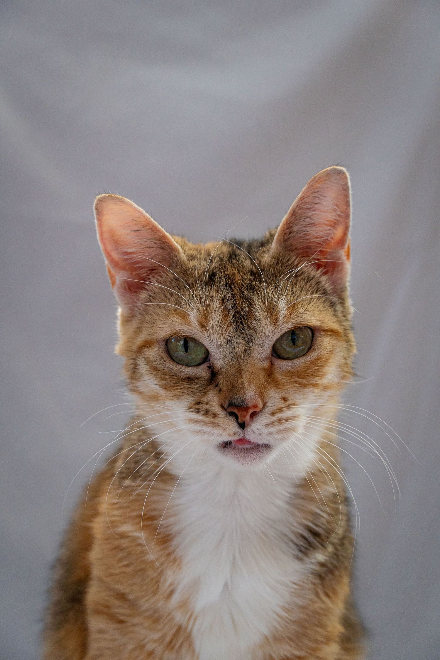 Calico Cat