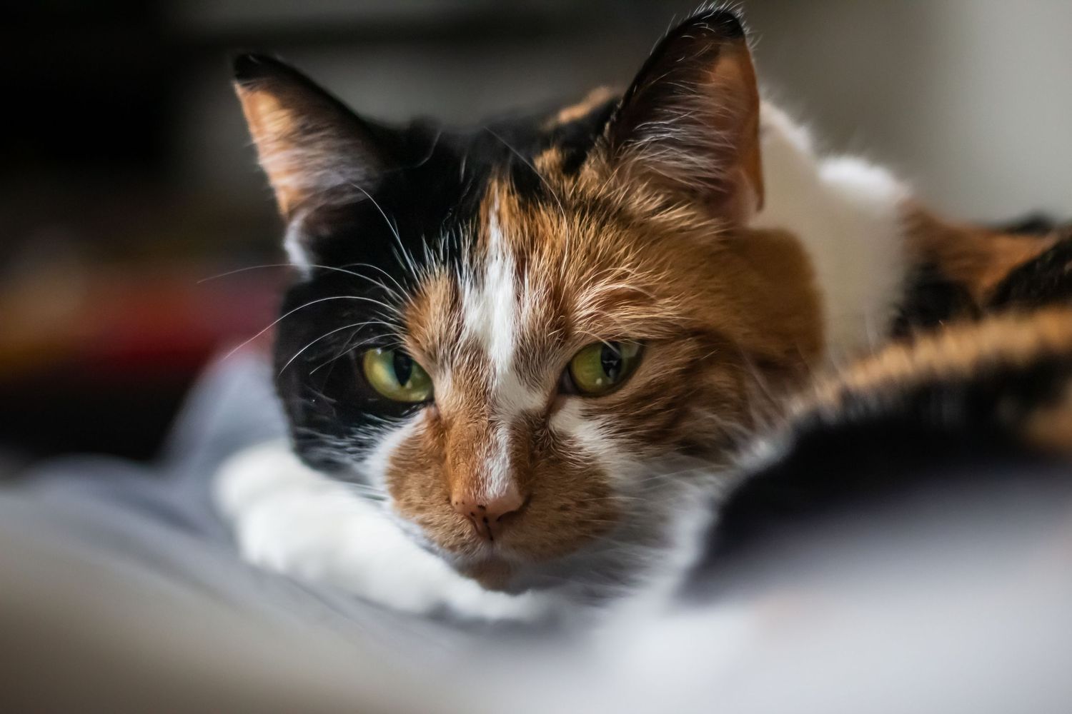 Calico Cat