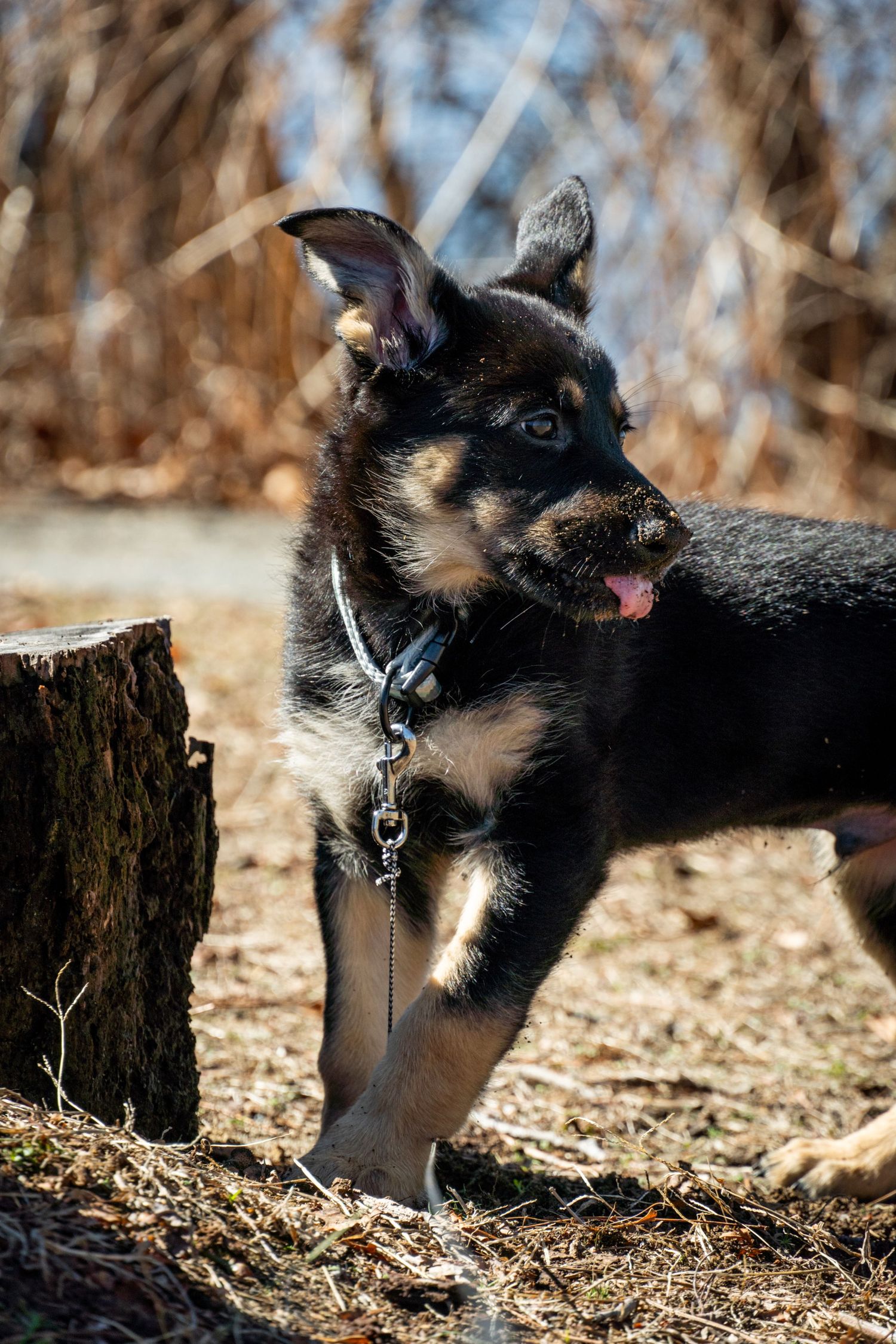 German Shepherd puppy