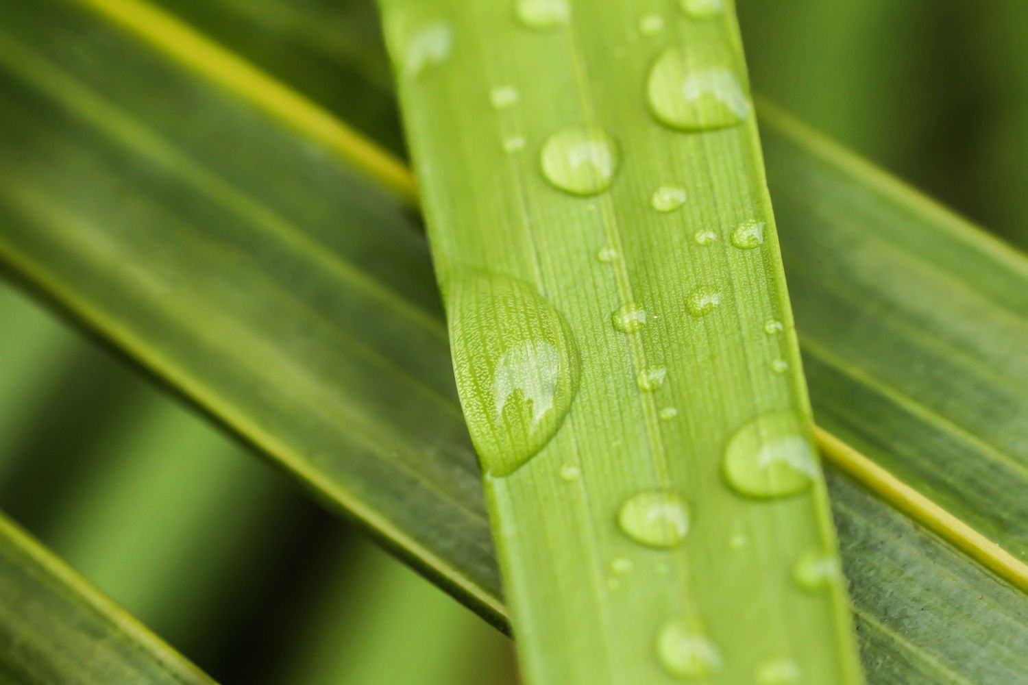 Macro photo of water droplets on bright green blade of grass.