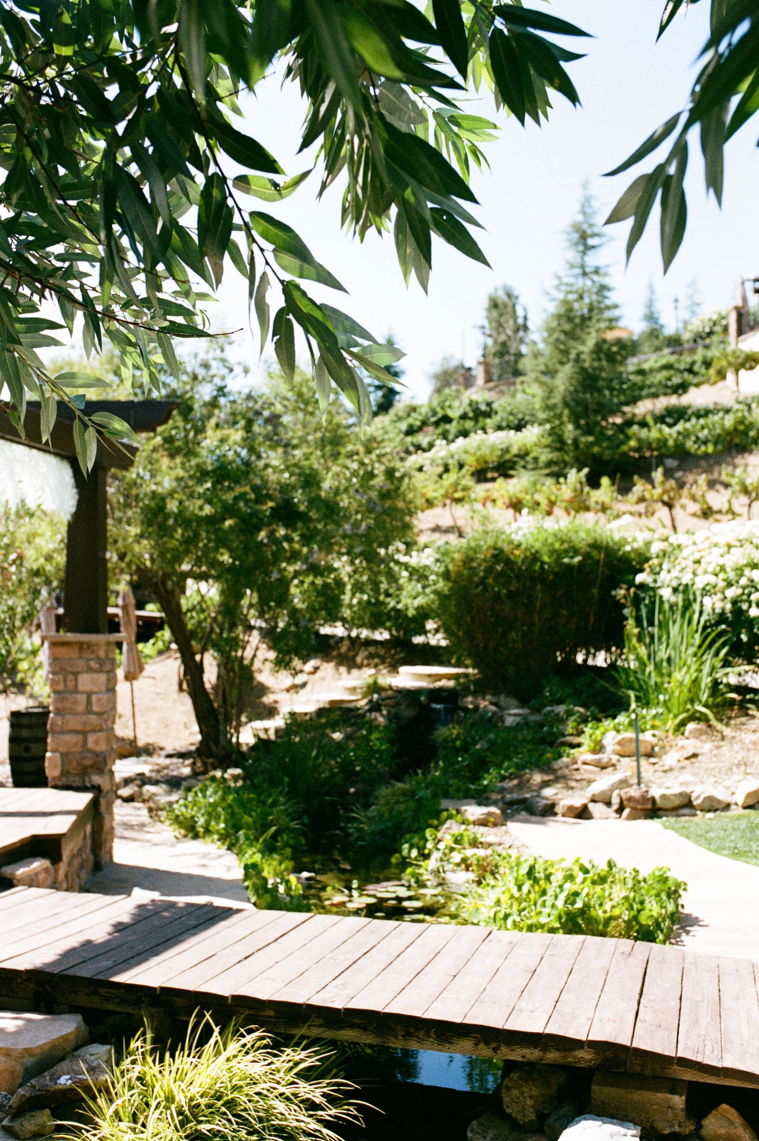 A serene garden walkway with wooden decking and tropical foliage under bright sunlight.