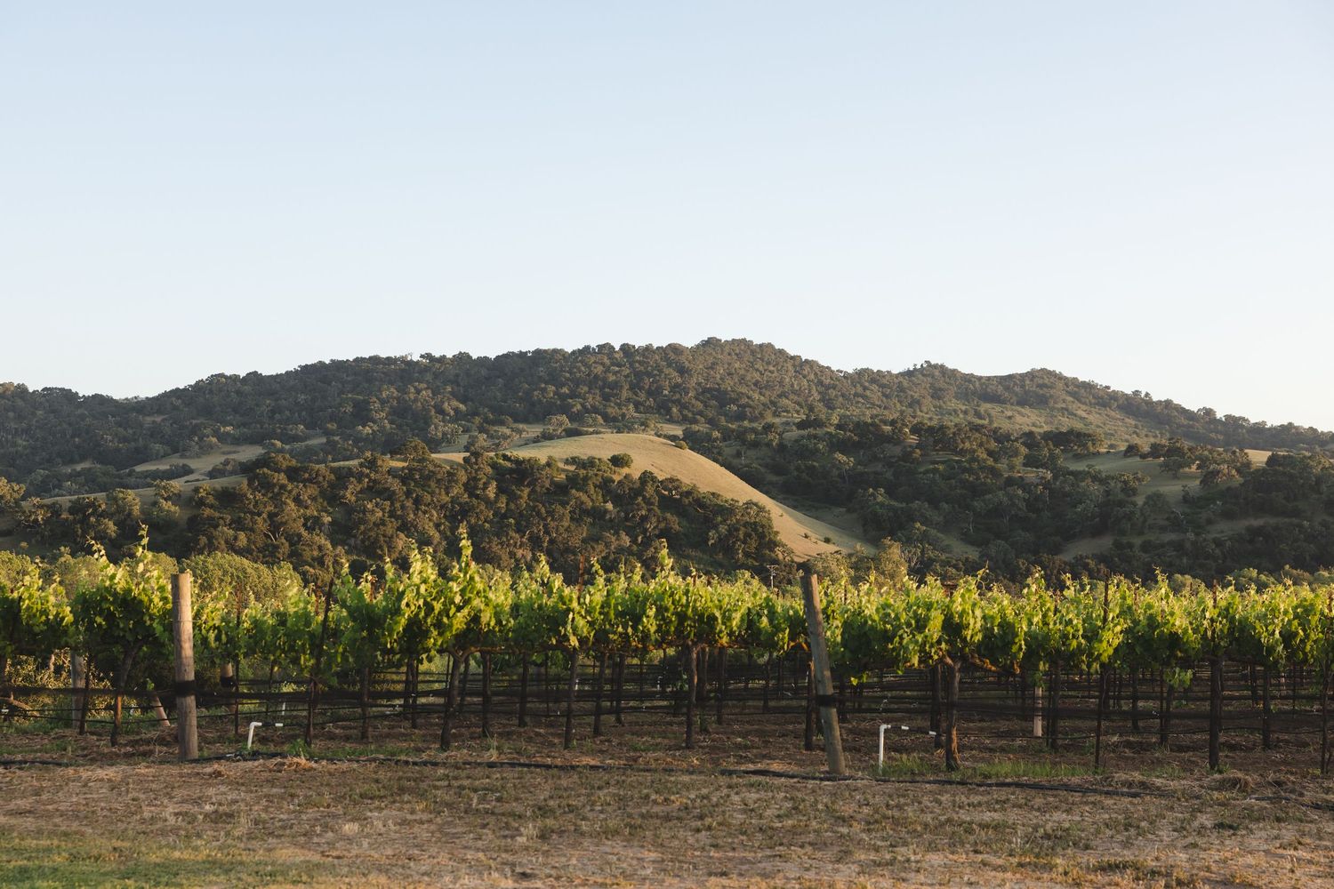 Rolling hills and mountains provide a backdrop to neat rows of grapevines in a California vineyard.