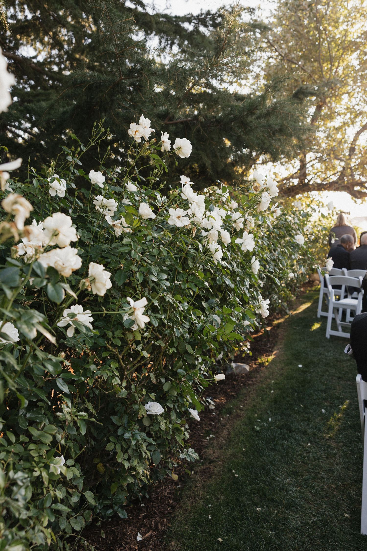 White roses bloom along a garden path at sunset with chairs visible in the background.