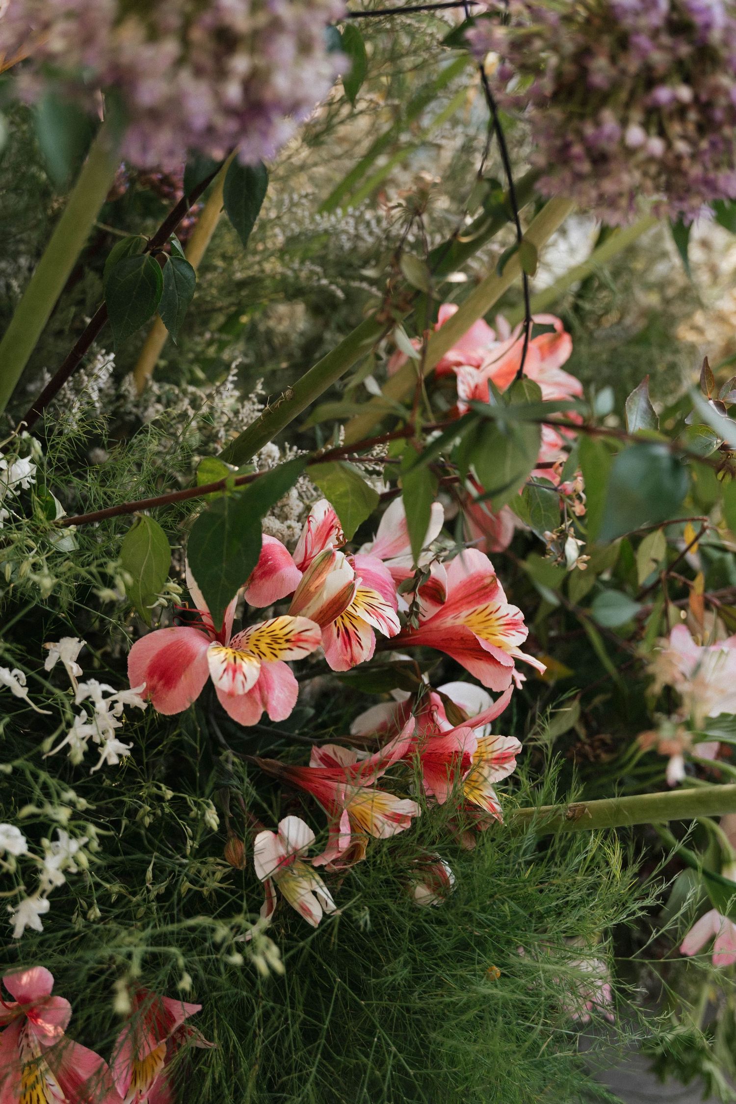 Delicate pink flowers bloom against green foliage in a garden setting.
