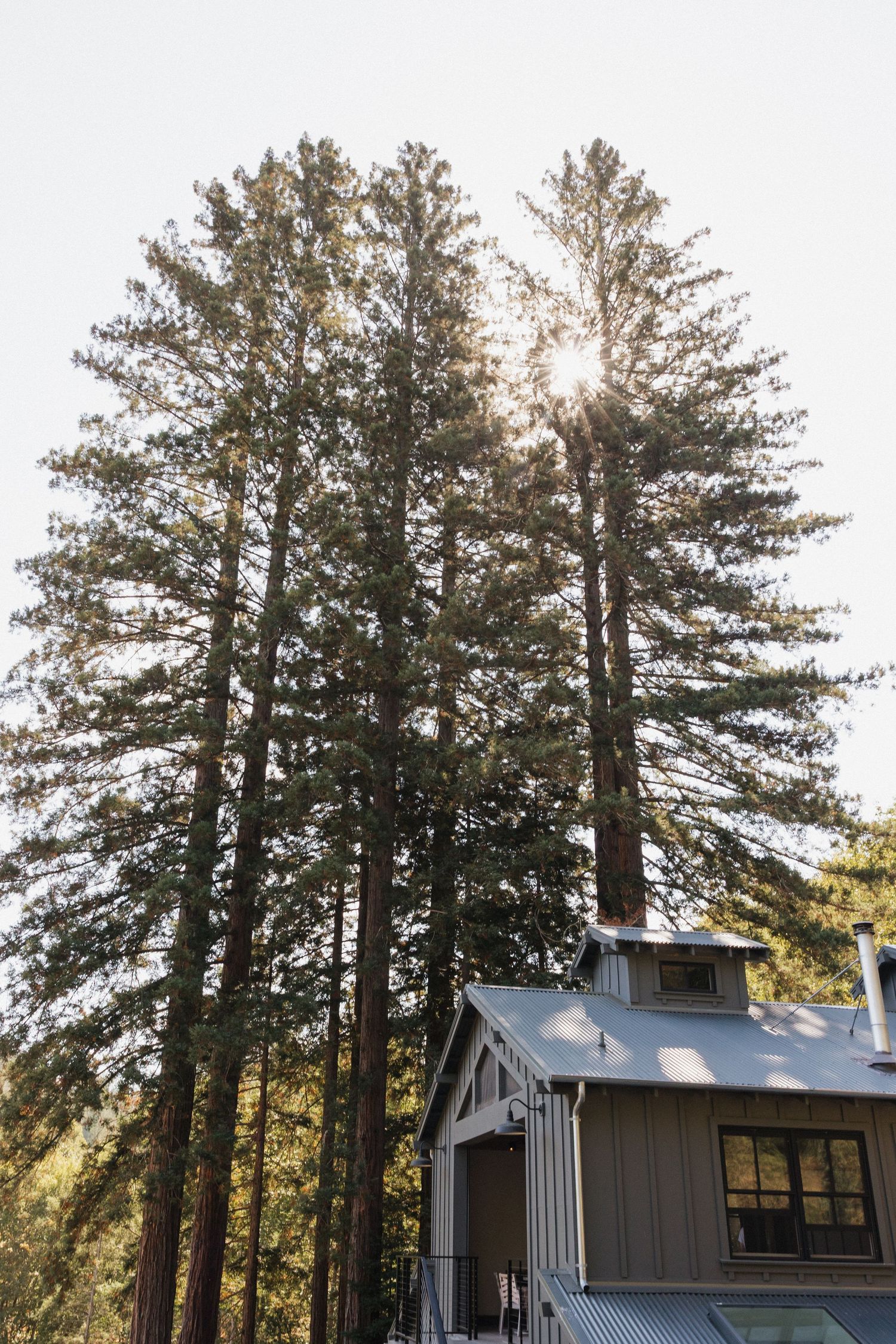 Modern cabin with large windows nestled among tall pine trees during sunset.