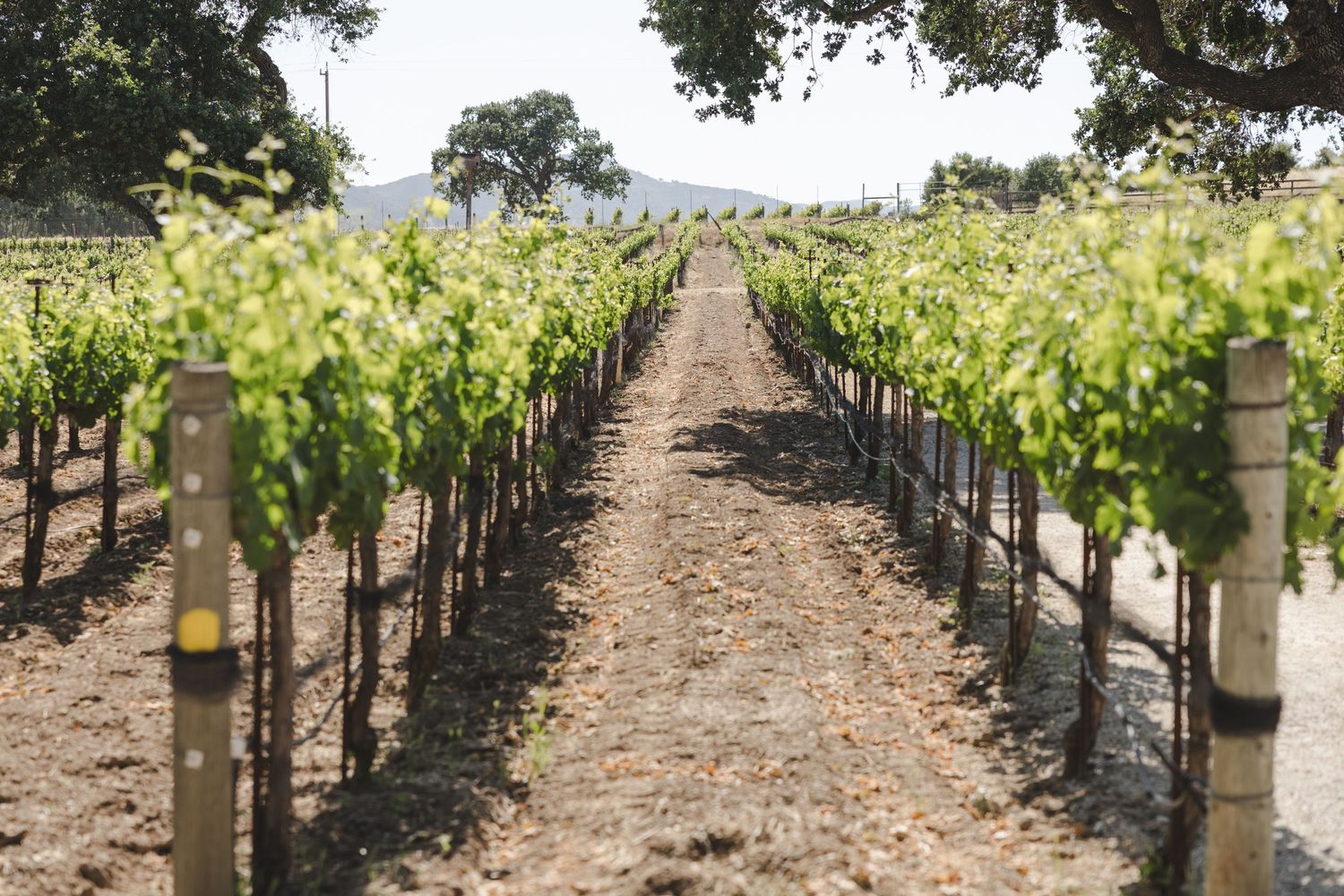 Neat rows of grapevines stretch into the distance at a vineyard with dirt paths between the green growing vines.