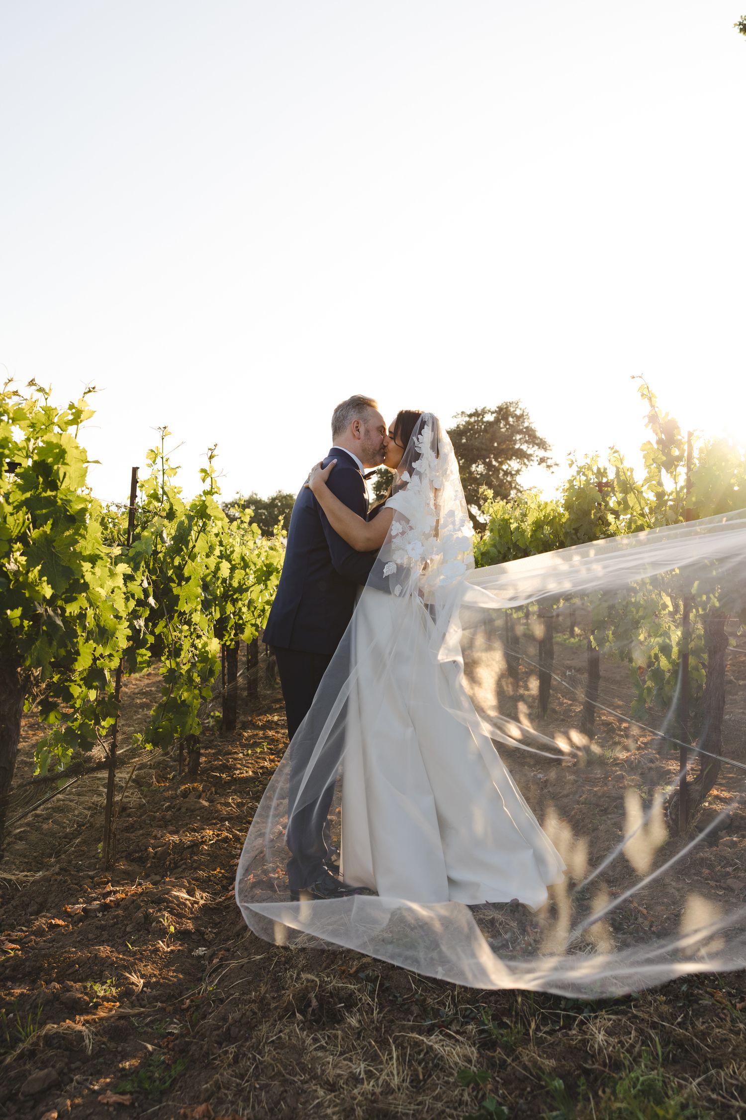 Romantic sunset moment in vineyard rows with flowing white wedding veil.