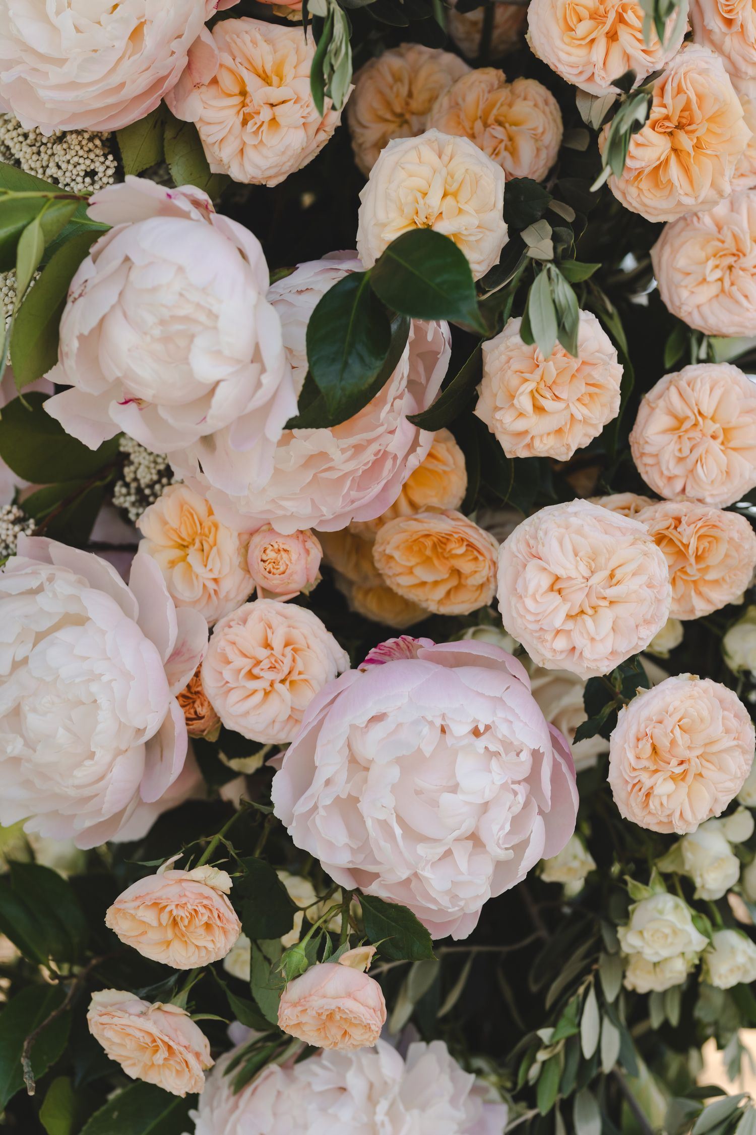 Lush peach and pink garden roses with delicate petals bloom in a romantic floral arrangement.
