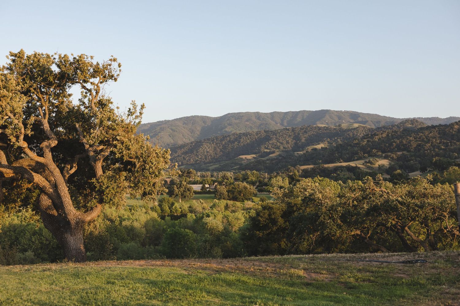 Rolling hills and oak trees landscape view in golden afternoon light.