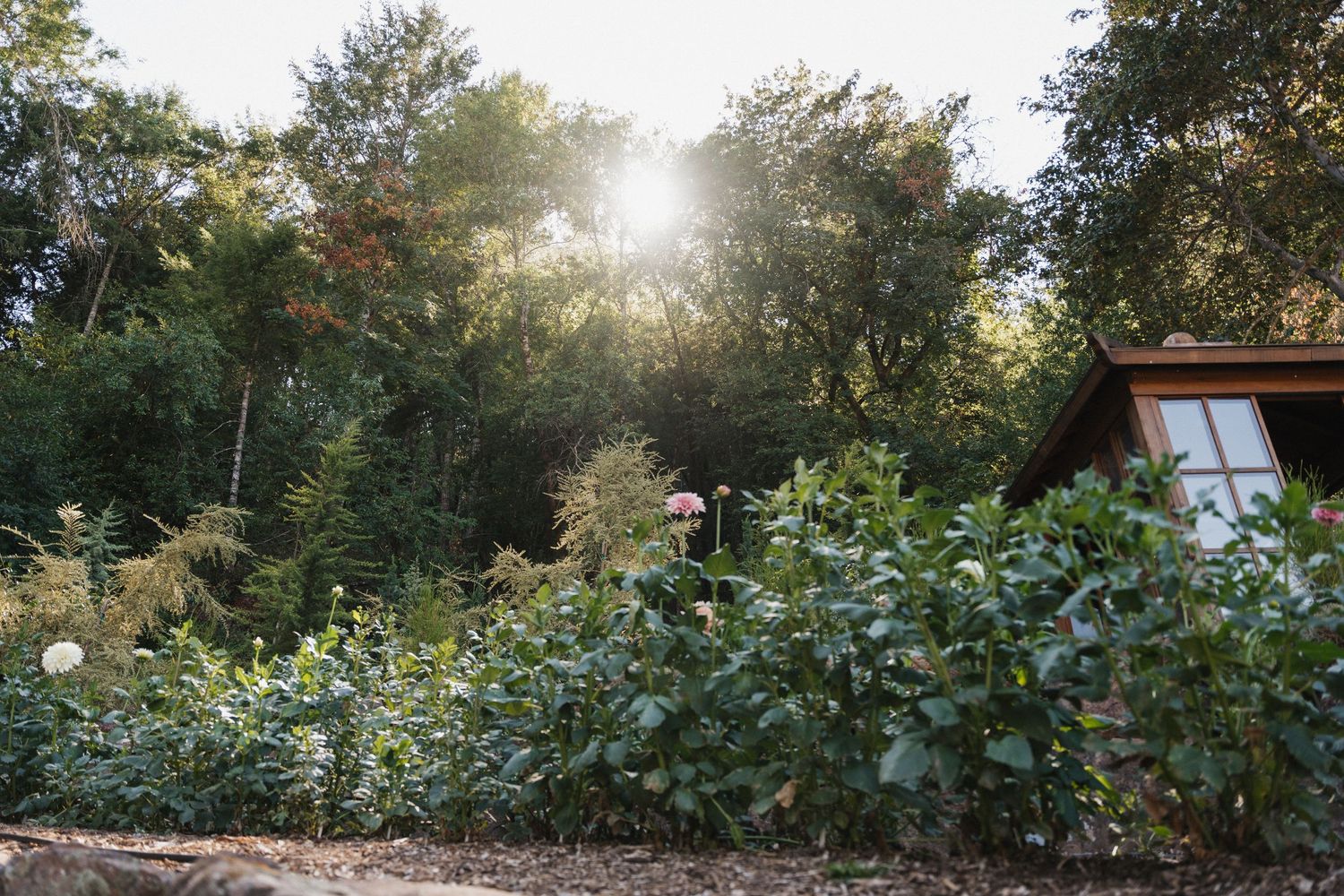Sunlit garden path with lush greenery and trees leading to a small red cabin structure in the distance.