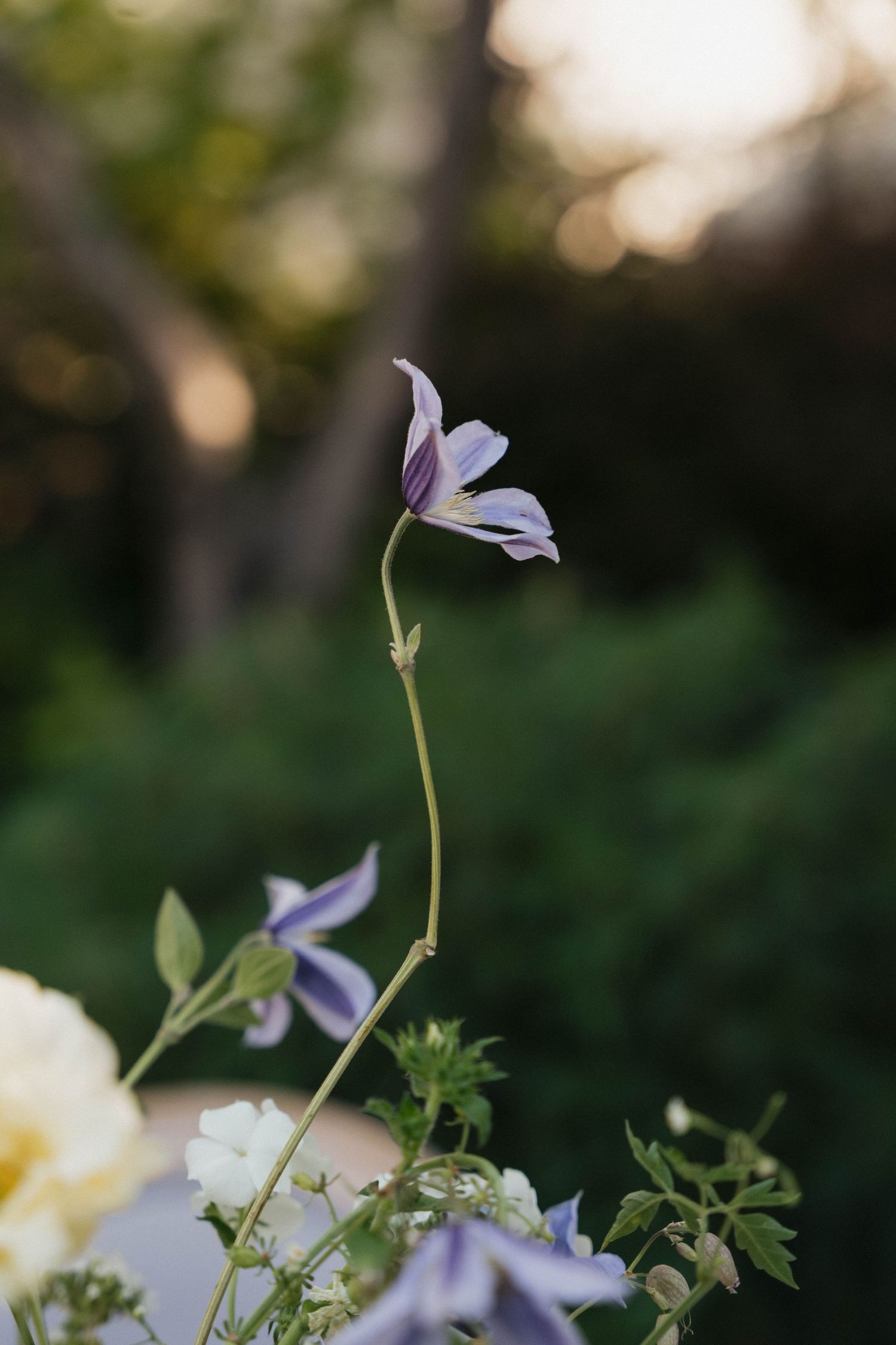 Delicate purple wildflowers blooming against blurred natural background.
