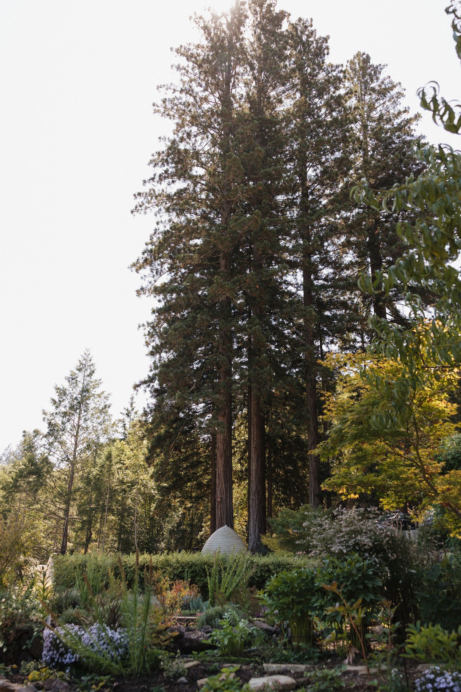 Tranquil garden landscape with tall evergreen trees and flowering plants during golden hour lighting.