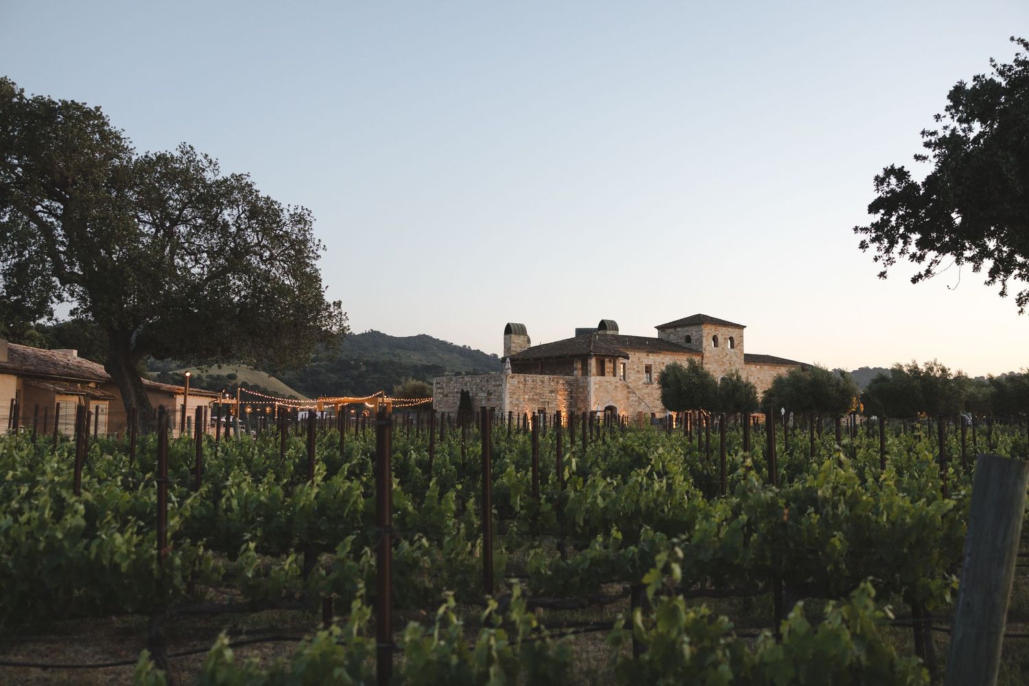 Row of lush green grapevines stretches across rolling vineyard landscape with rustic buildings on hilltop at sunset.
