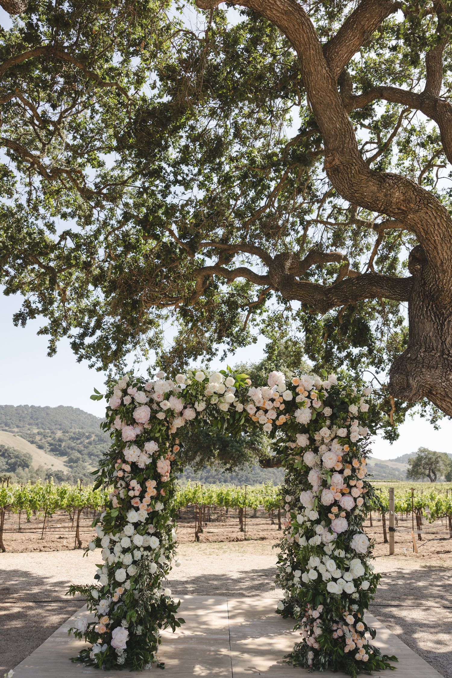 Beautiful floral wedding arch decorated with white and pink roses set against a backdrop of oak trees and vineyard.