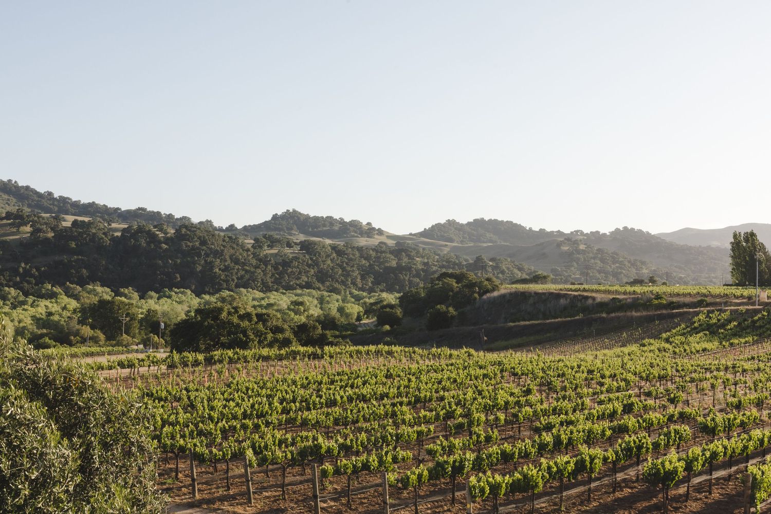 Rows of grapevines stretch across a rolling hillside vineyard in wine country under a clear blue sky.
