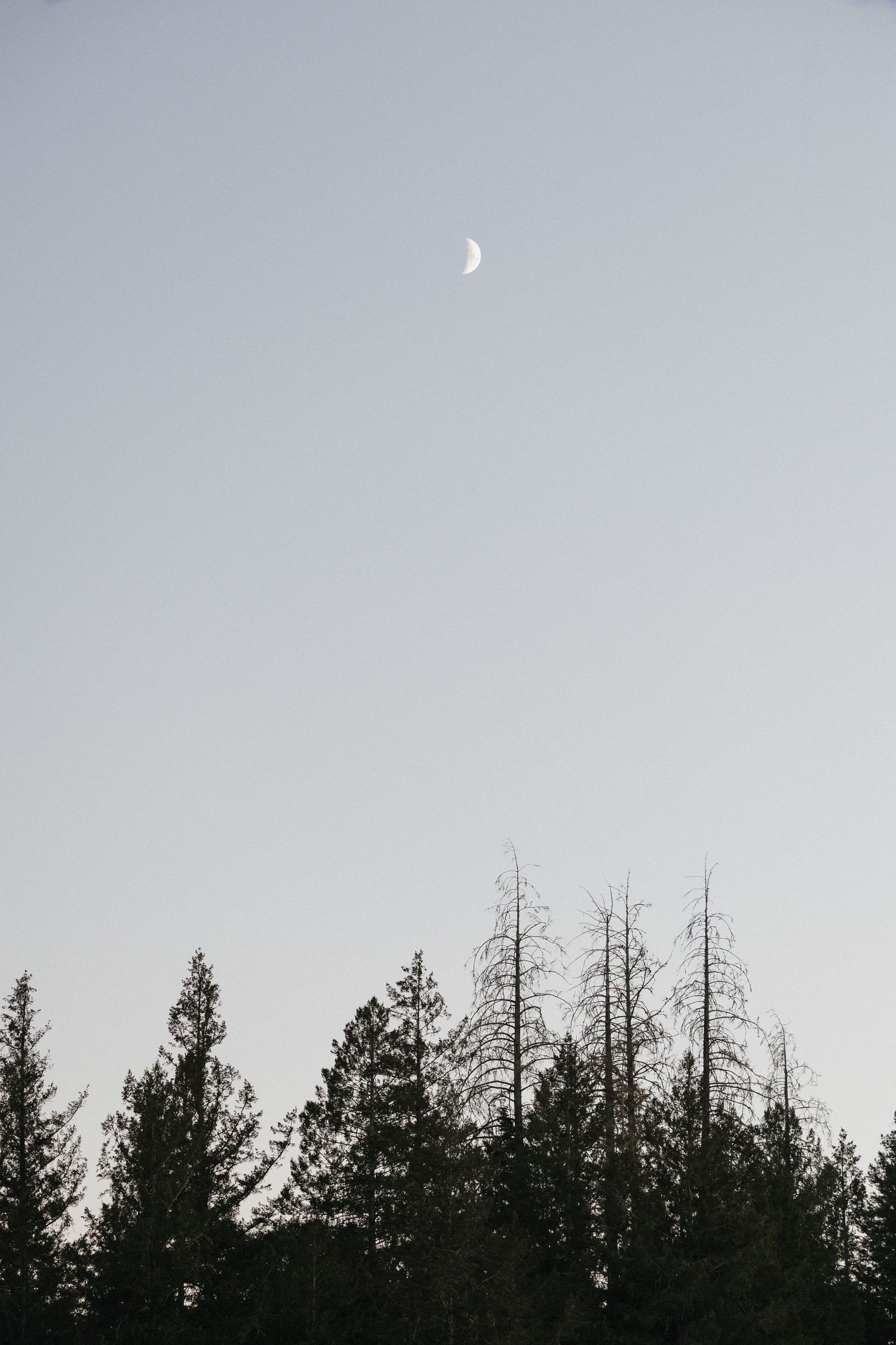 Silhouette of pine trees against a light gray sky creating a serene treeline at dusk.